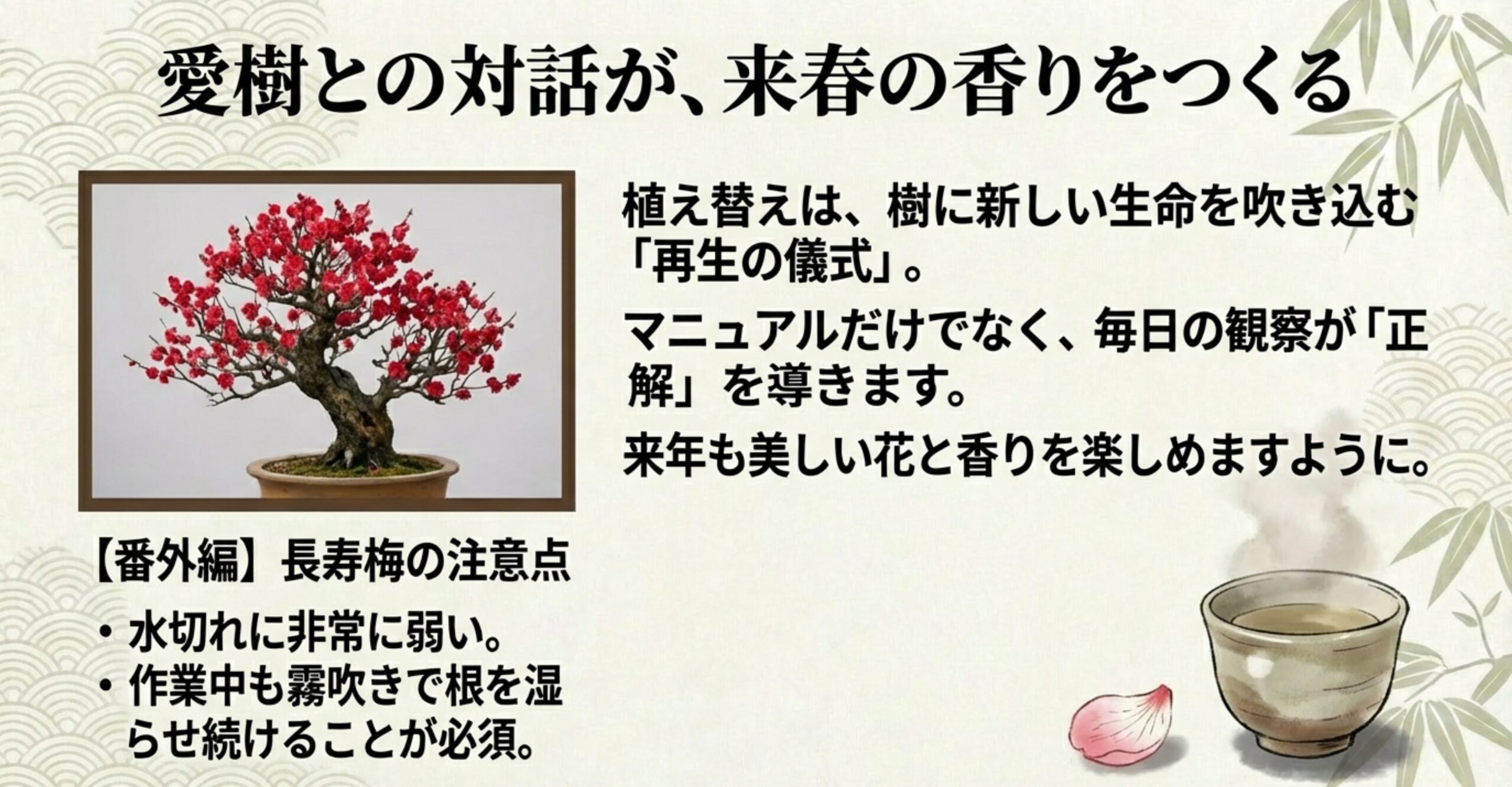 満開の赤い花をつけた立派な梅盆栽の写真。横には長寿梅の注意点として「水切れに弱い」「作業中も霧吹きが必須」という補足説明が添えられている。