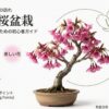 おかめ桜のルーツ、開花時期、葉のサイズ、花の形といった記事の導入部分を視覚的に要約しているためです。