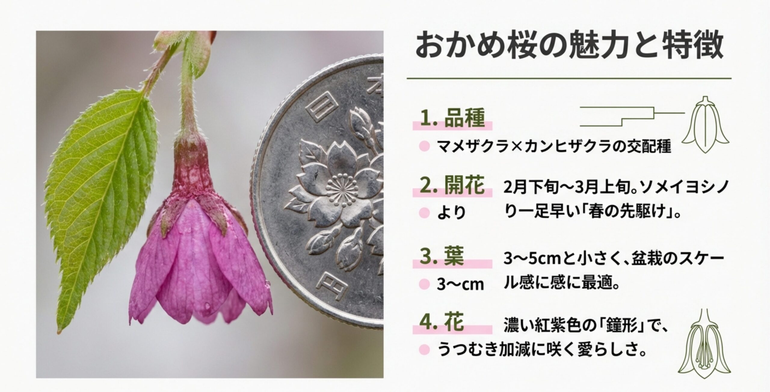 春の直射日光、夏の50%遮光、冬の寒風避けなど、季節に応じた日当たりと置き場所の注意点をまとめた図解スライド。