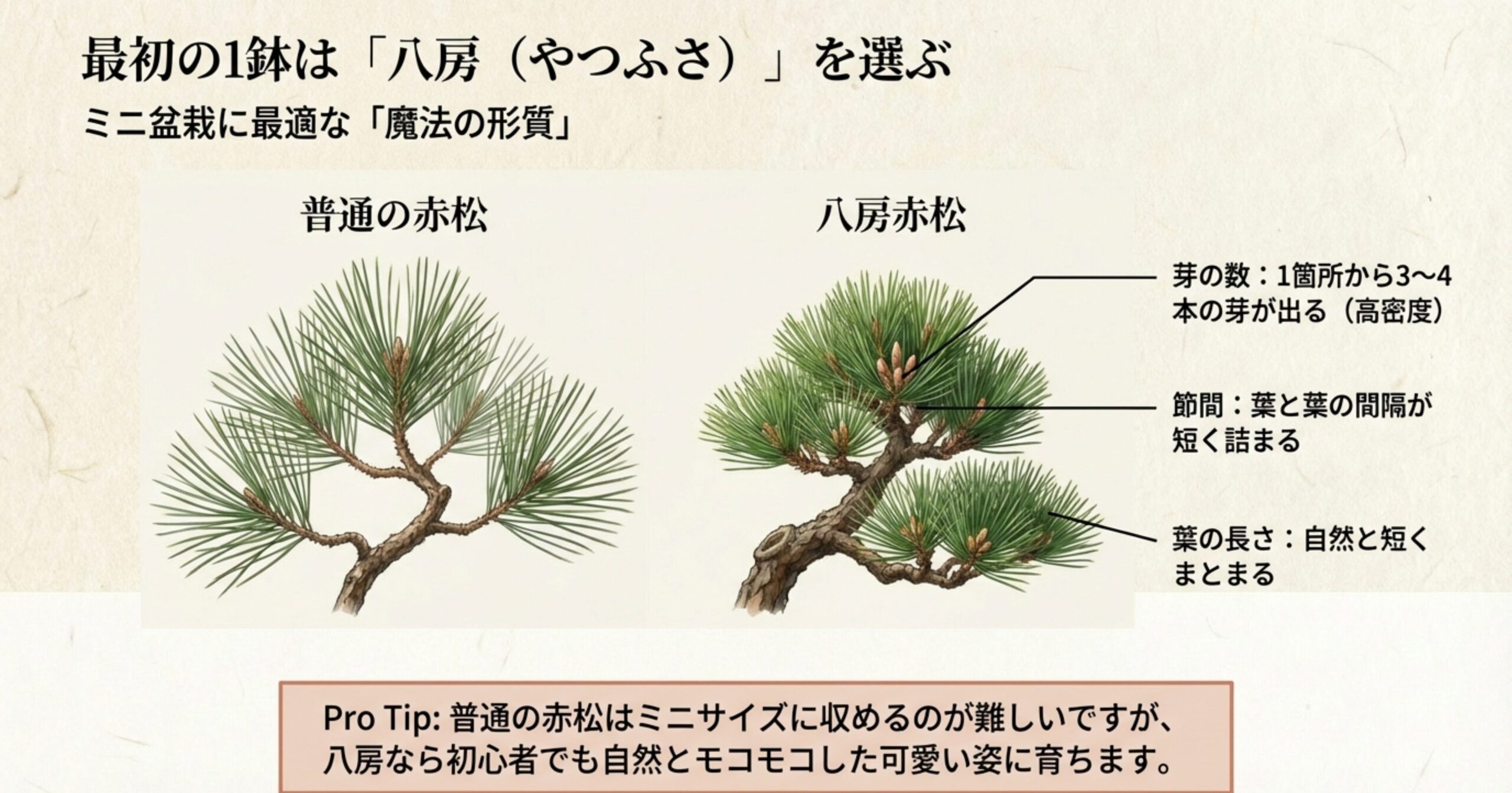 普通の赤松と八房赤松の芽の密度や節間の長さの違いをイラストで比較。八房は芽が多くコンパクトにまとまる特徴を解説。
