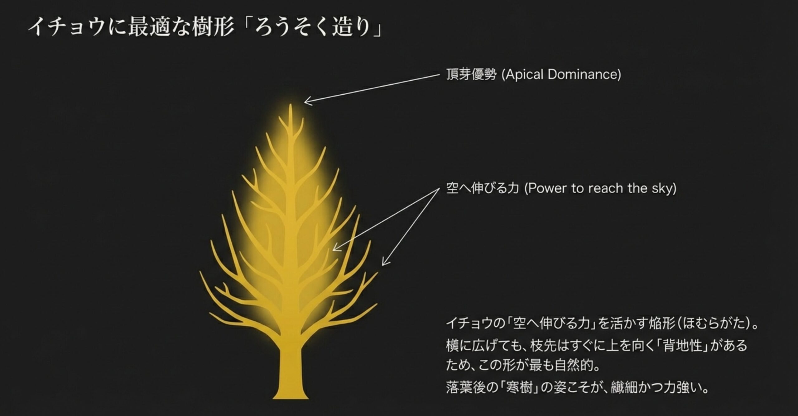 ろうそくの炎のように枝が空へ伸びるイチョウ盆栽の樹形図（焔形）