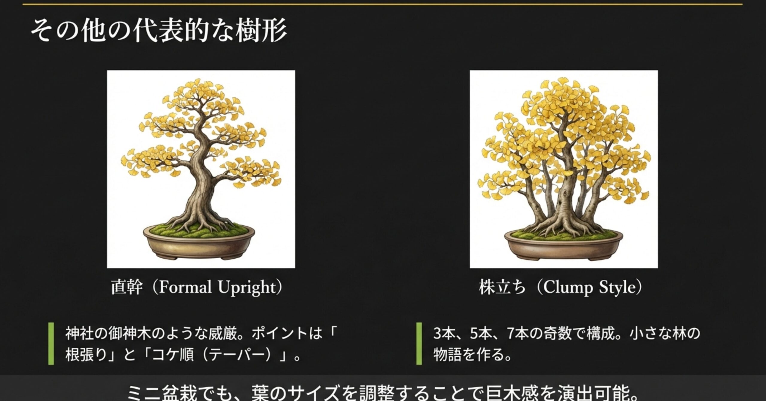 神木のような直幹と、複数の幹が立ち上がる株立ちのイチョウ盆栽イラスト