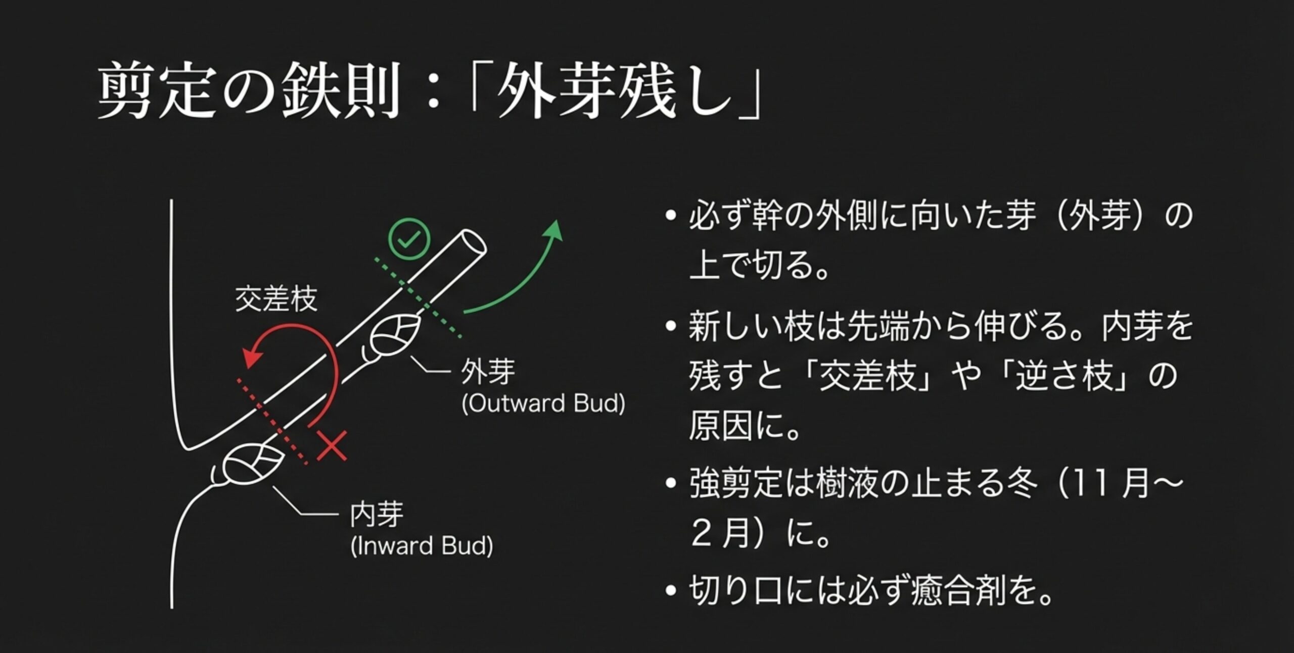 剪定時のハサミを入れる位置と、外芽・内芽の違いを示した図解