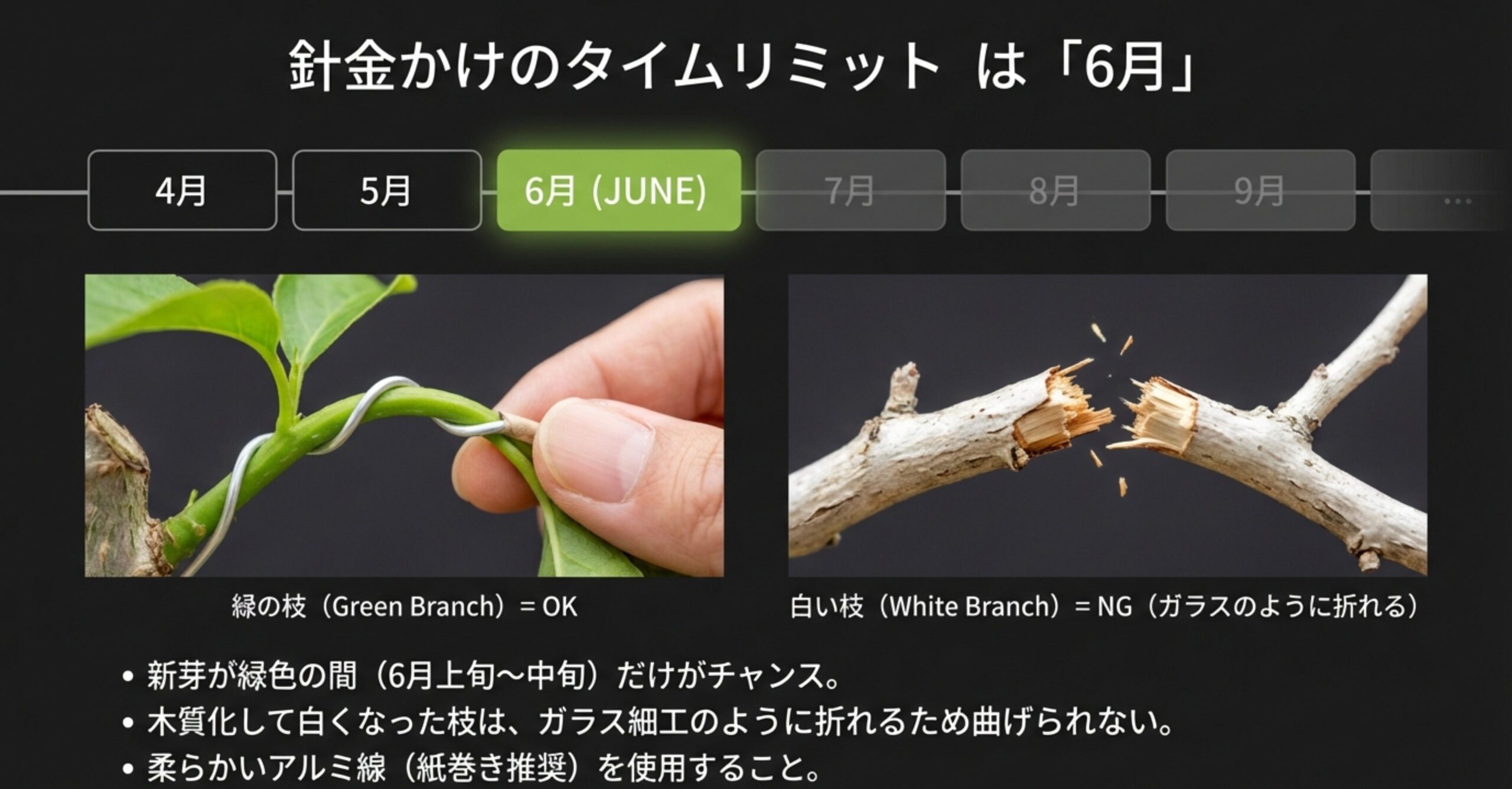 6月の緑の枝のみ針金が可能であることを示す年間のタイムラインと折れた枝のイラスト