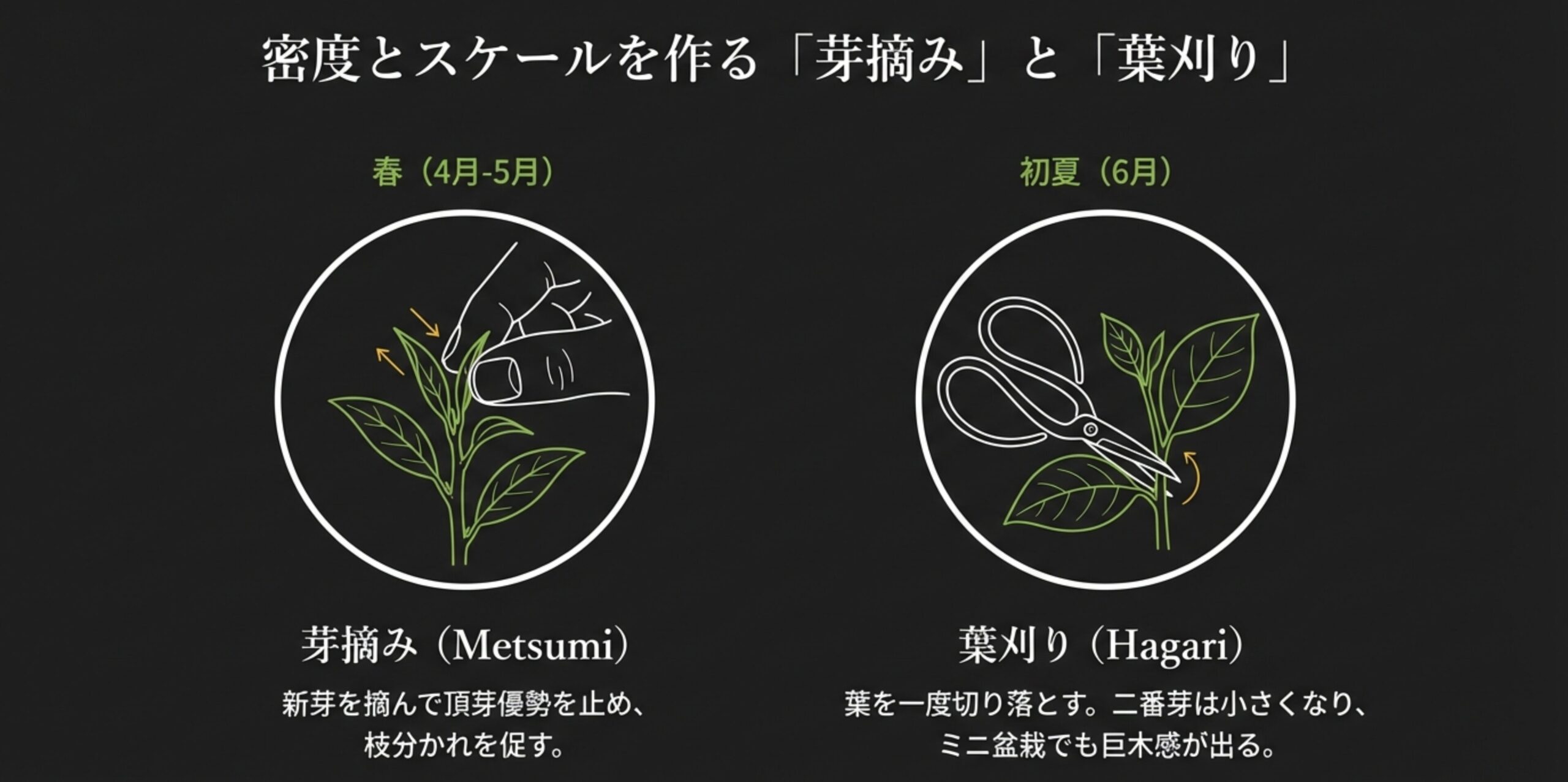 春の芽摘みと初夏の葉刈りの手順を示したイラスト図解