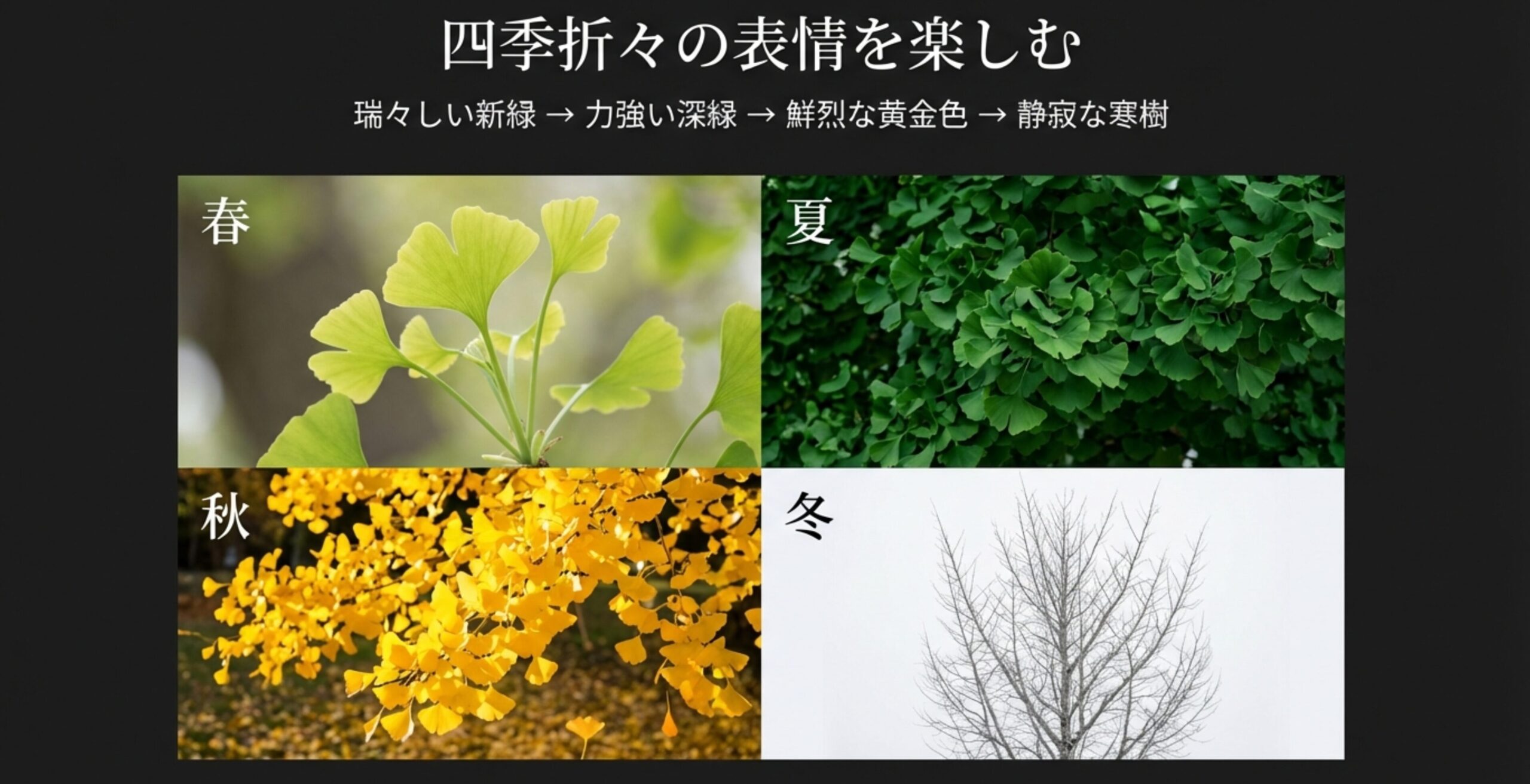春の新緑、夏の深緑、秋の黄葉、冬の寒樹と変化するイチョウの写真
