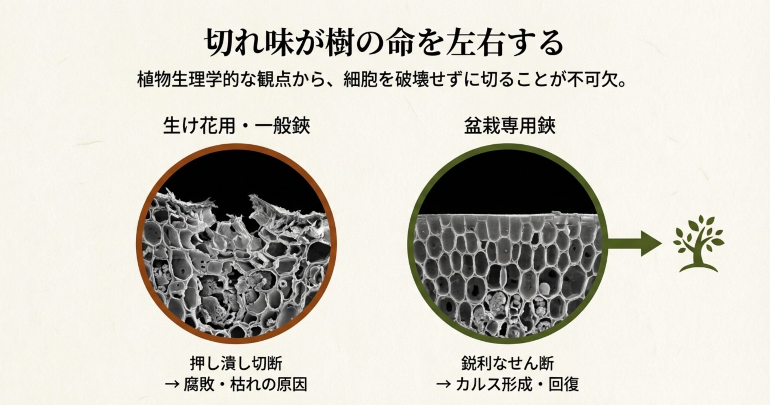 顕微鏡写真による植物細胞の断面比較。押し潰し切断による細胞破壊と、鋭利なせん断による綺麗な断面の違いを示し、カルス形成への影響を解説。