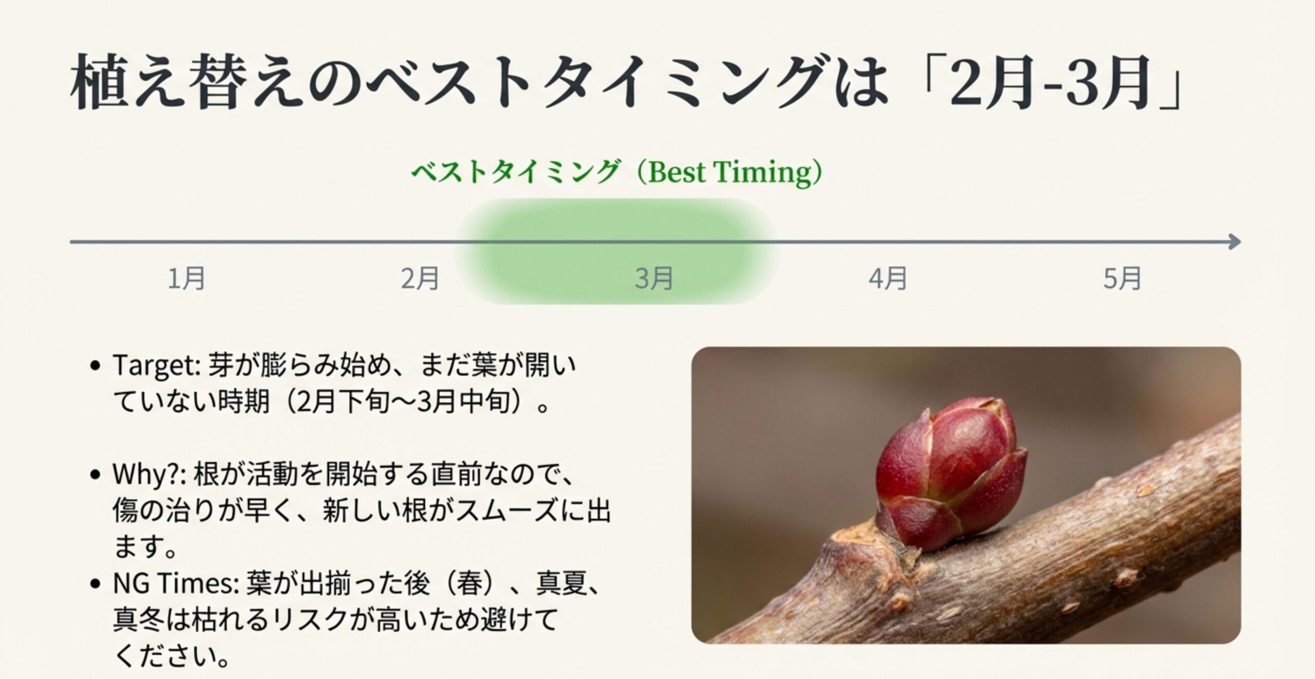 モミジの赤く膨らみ始めた芽の拡大写真。植え替えに最適な2月から3月の時期と、芽が動く直前を狙う理由を示したスライド。