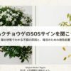 ハクチョウゲのSOSサインを聞こう。葉の状態でわかる不調の原因と復活のための救急処置の表紙スライド