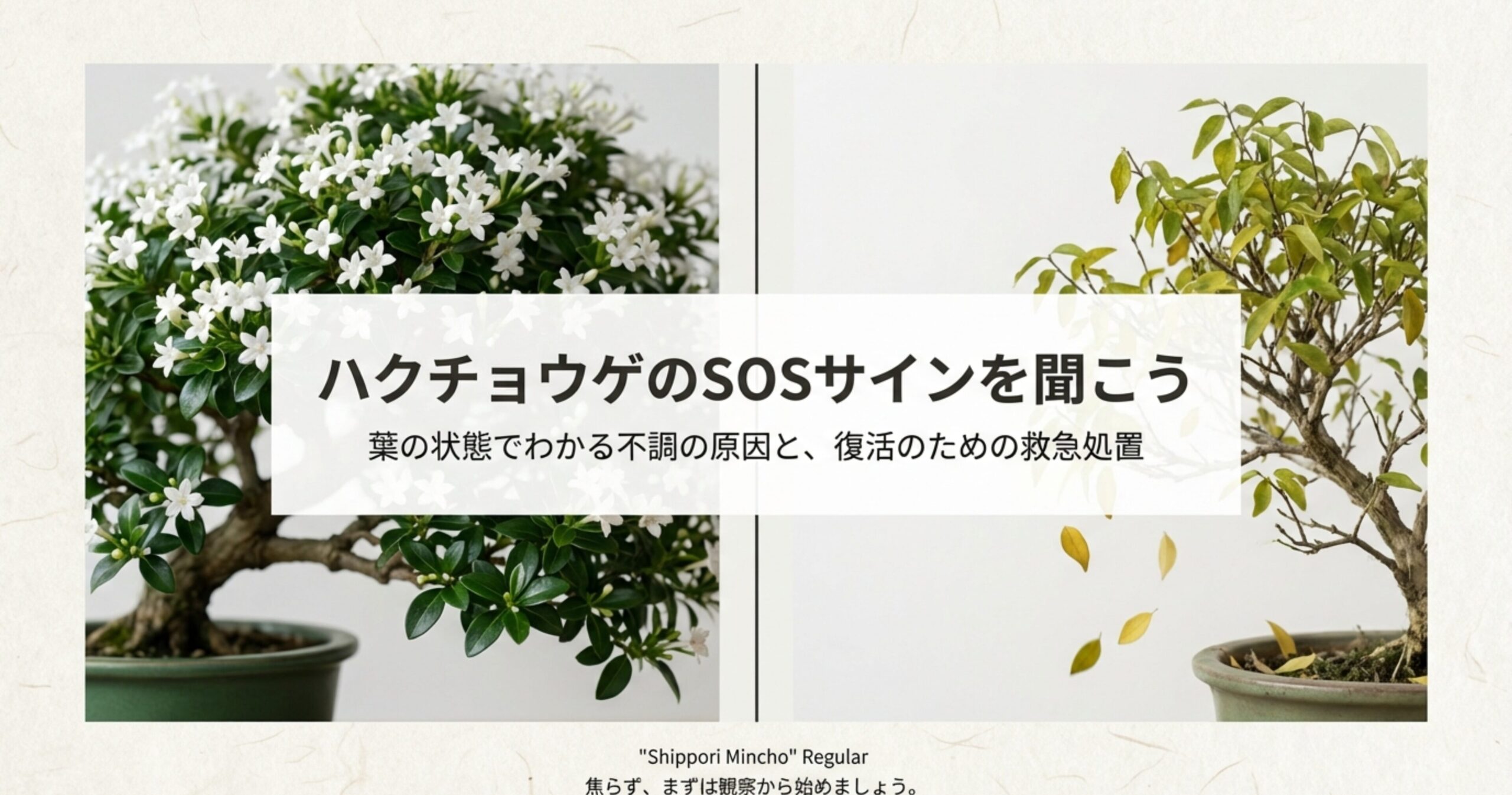 ハクチョウゲのSOSサインを聞こう。葉の状態でわかる不調の原因と復活のための救急処置の表紙スライド