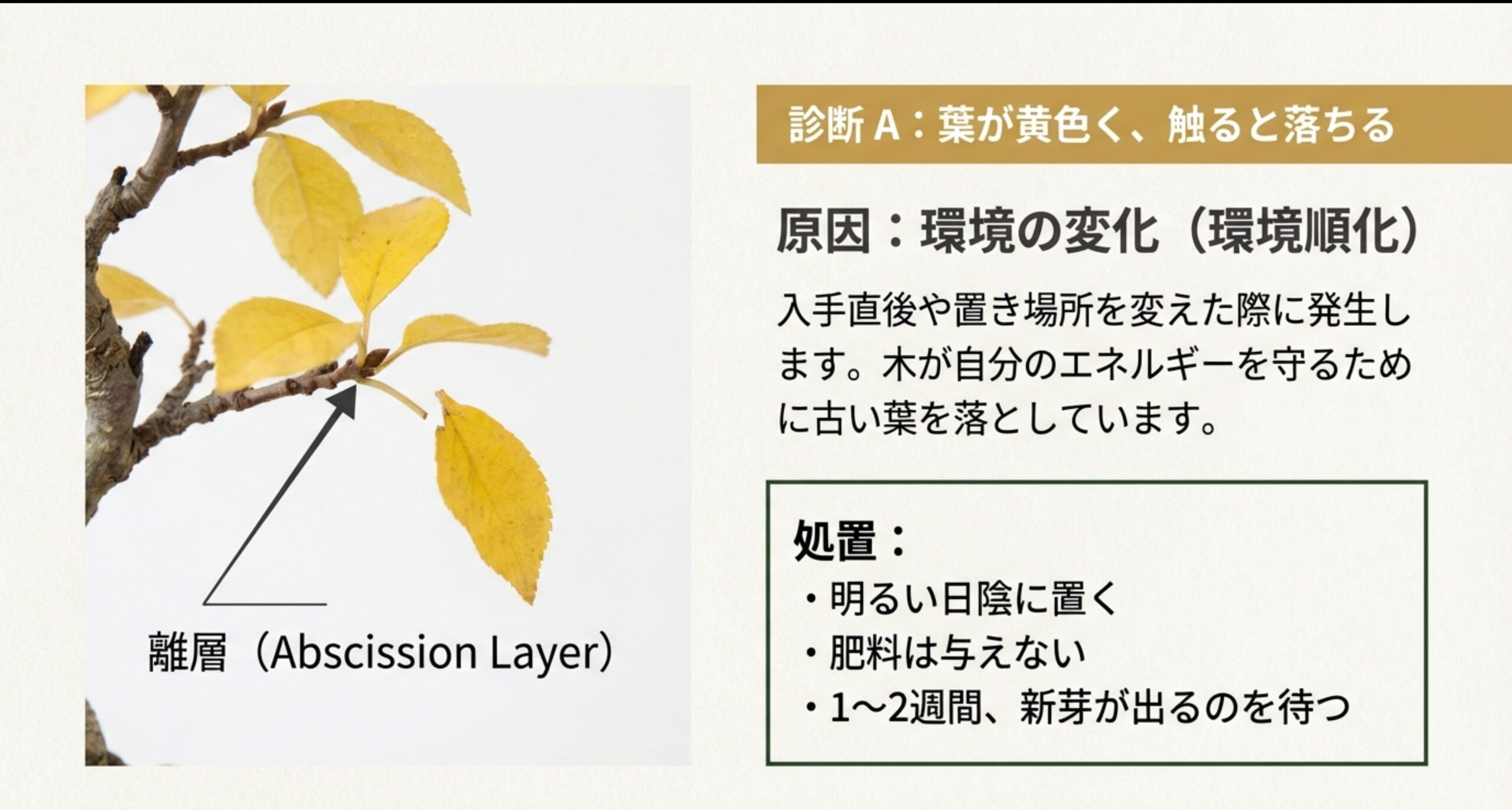 葉が黄色く触ると落ちる「環境順化」の原因と、明るい日陰に置くなどの処置をまとめたスライド