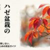 ハゼ盆栽の紅葉した美しい葉のイラストと「初心者でも失敗しない美しい秋を迎えるための完全ガイド」というタイトル文字