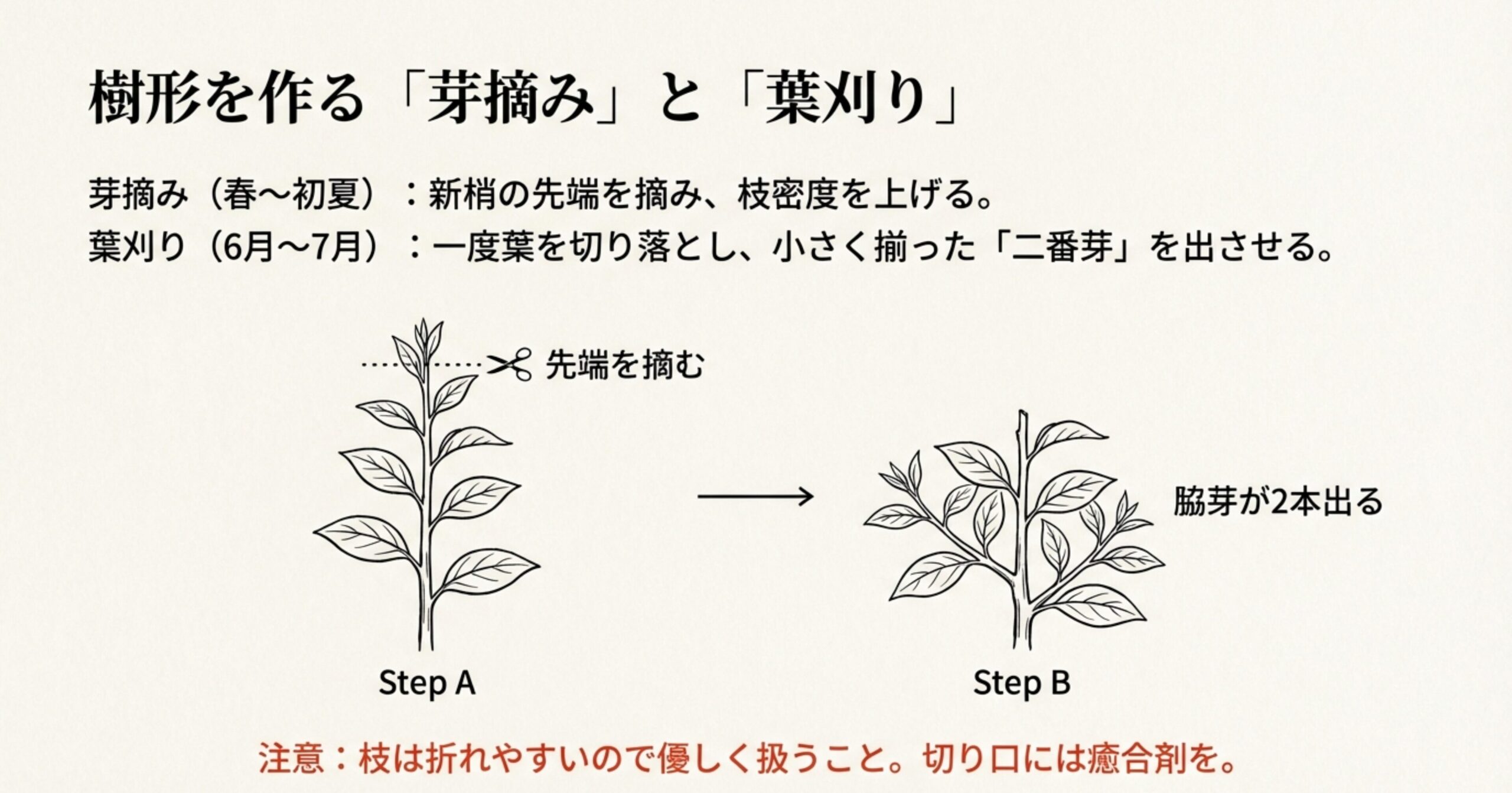 ハゼ盆栽の芽摘み(春〜初夏)と葉刈り(6月〜7月)の具体的なカット位置を示すイラスト