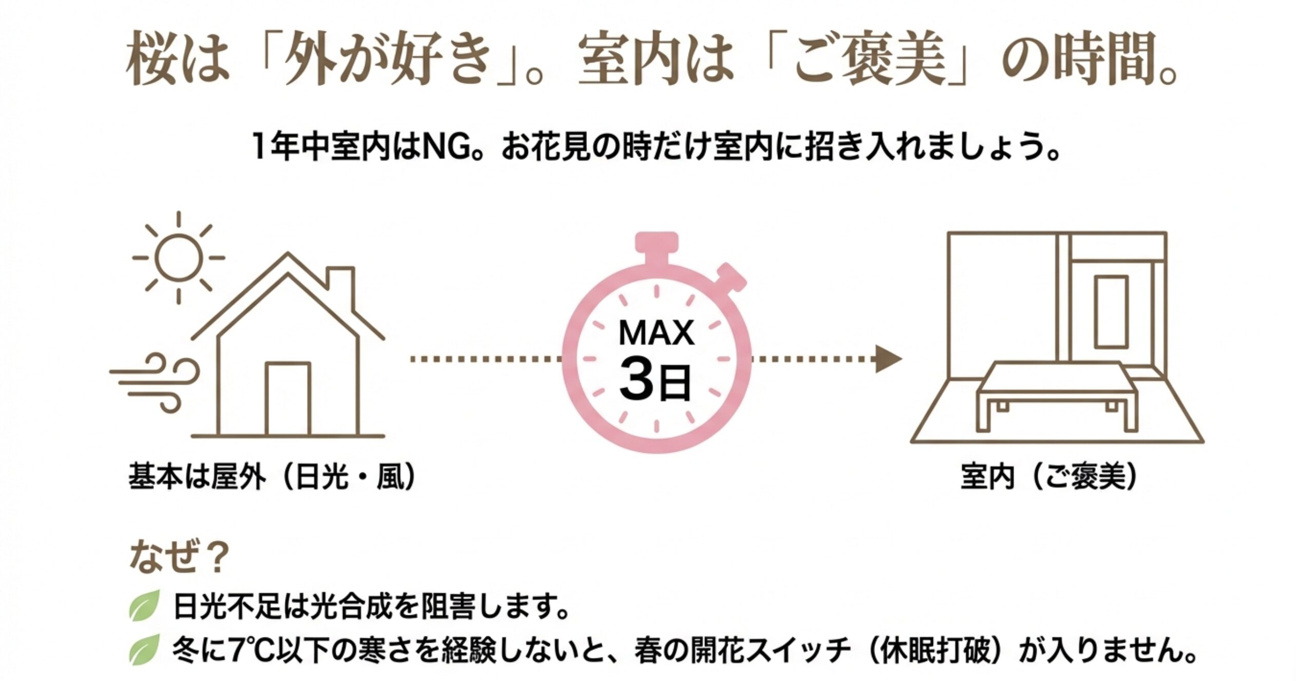 桜盆栽は屋外管理が基本であることを示す図解。室内鑑賞は最大3日までとし、冬の寒さが春の開花スイッチ（休眠打破）に必要であることを説明。