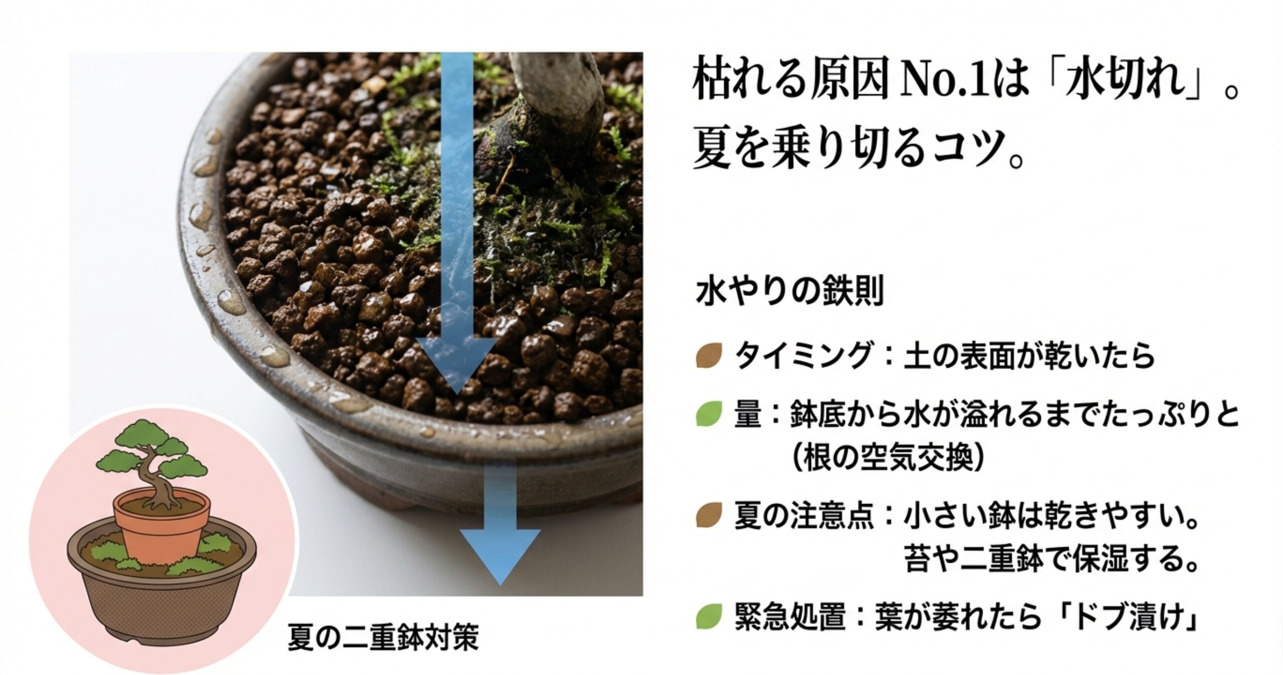 水やりのタイミング（土が乾いたら）と量（鉢底から溢れるまで）の図解。夏の乾燥対策としての二重鉢や、萎れた際の緊急処置「ドブ漬け」の解説。