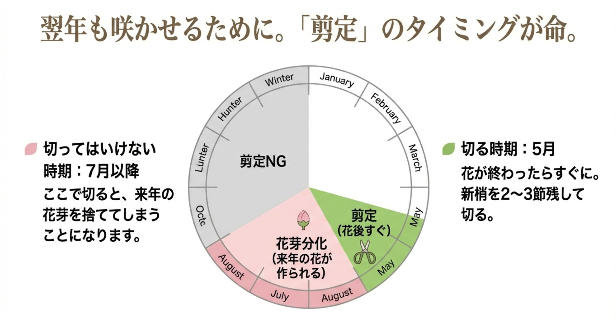 桜盆栽の年間剪定スケジュール。5月の花後すぐの剪定が適期であり、7月以降の剪定は来年の花芽を捨ててしまうためNGであることを示す円グラフ。