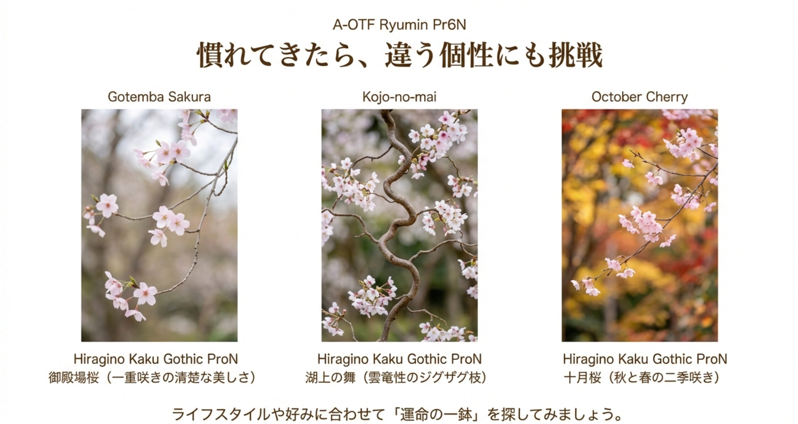御殿場桜（一重咲き）、湖上の舞（雲竜性）、十月桜（二季咲き）の3種類の写真とそれぞれの特徴の紹介。