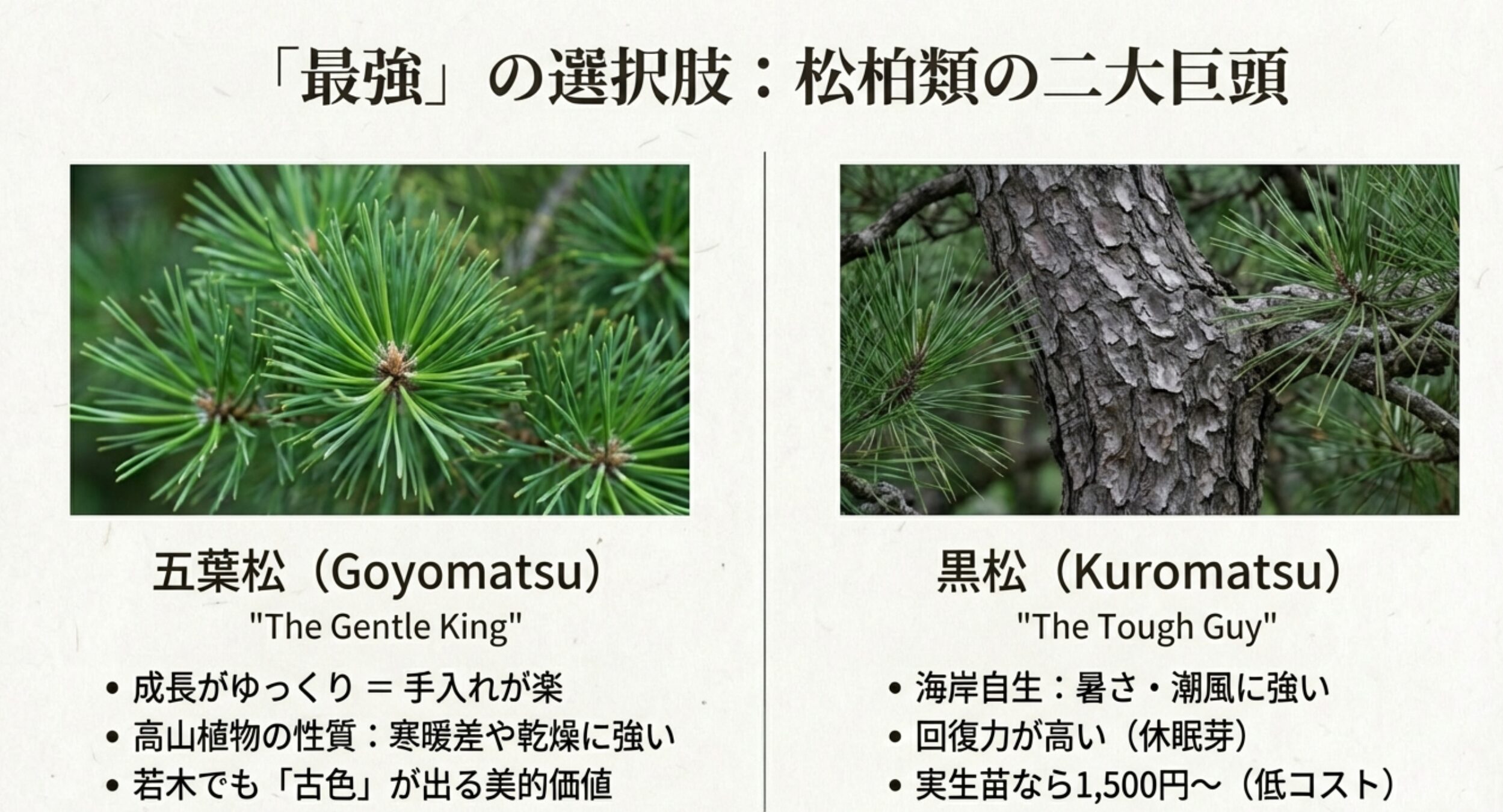 五葉松の葉のアップ写真と、成長がゆっくりで寒暖差や乾燥に強いといった特徴をまとめたリスト。