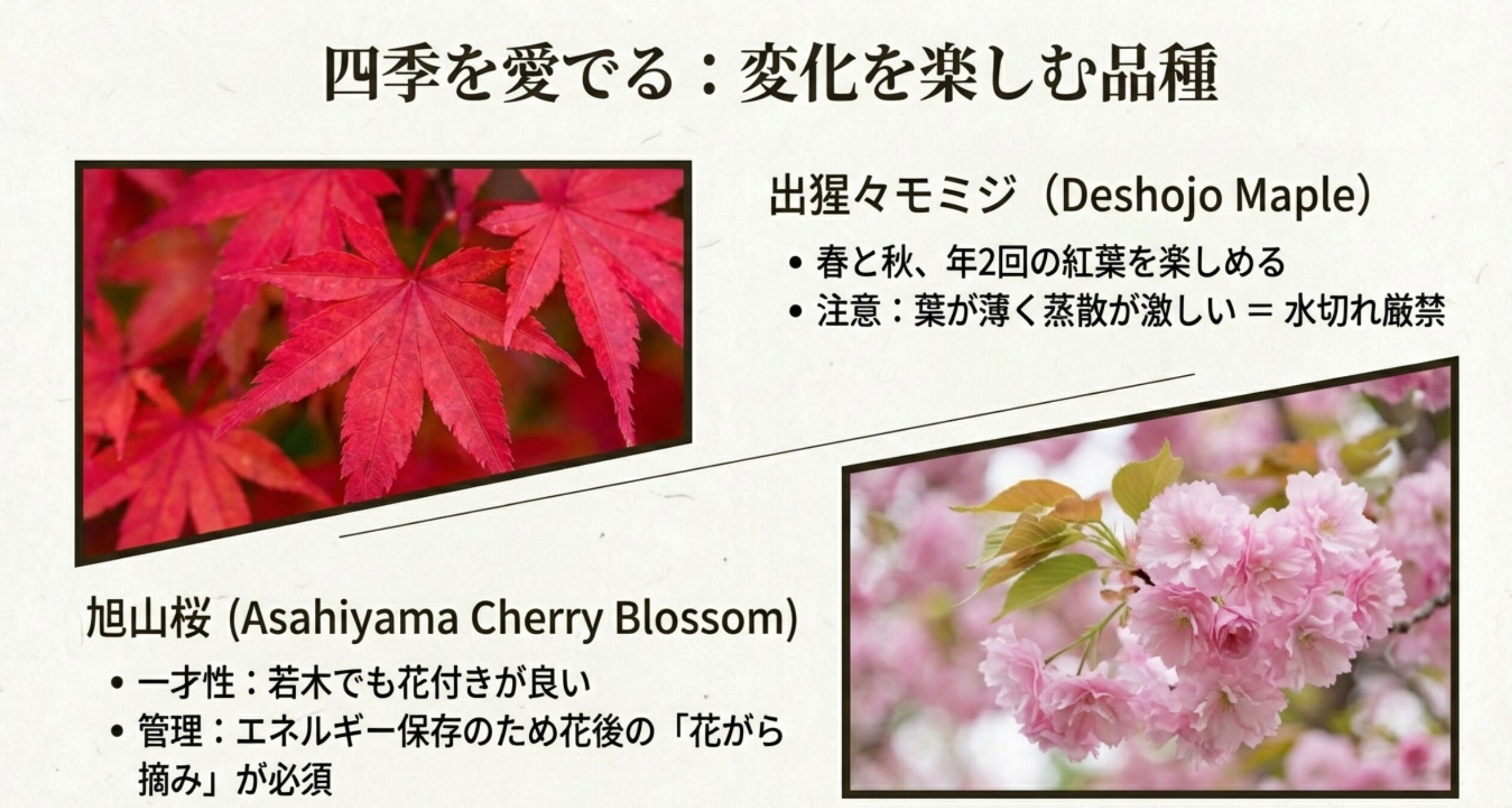 赤いモミジとピンクの桜の写真。水切れ厳禁や花がら摘みの必要性など管理ポイントを記載。