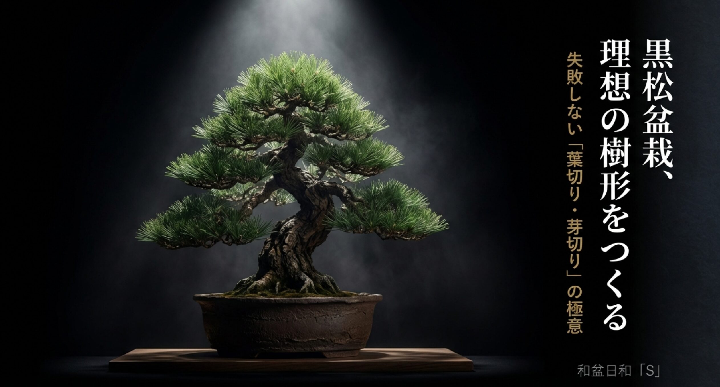 黒松盆栽の理想の樹形を作るための「葉切り・芽切り」の極意。和盆日和「S」監修。