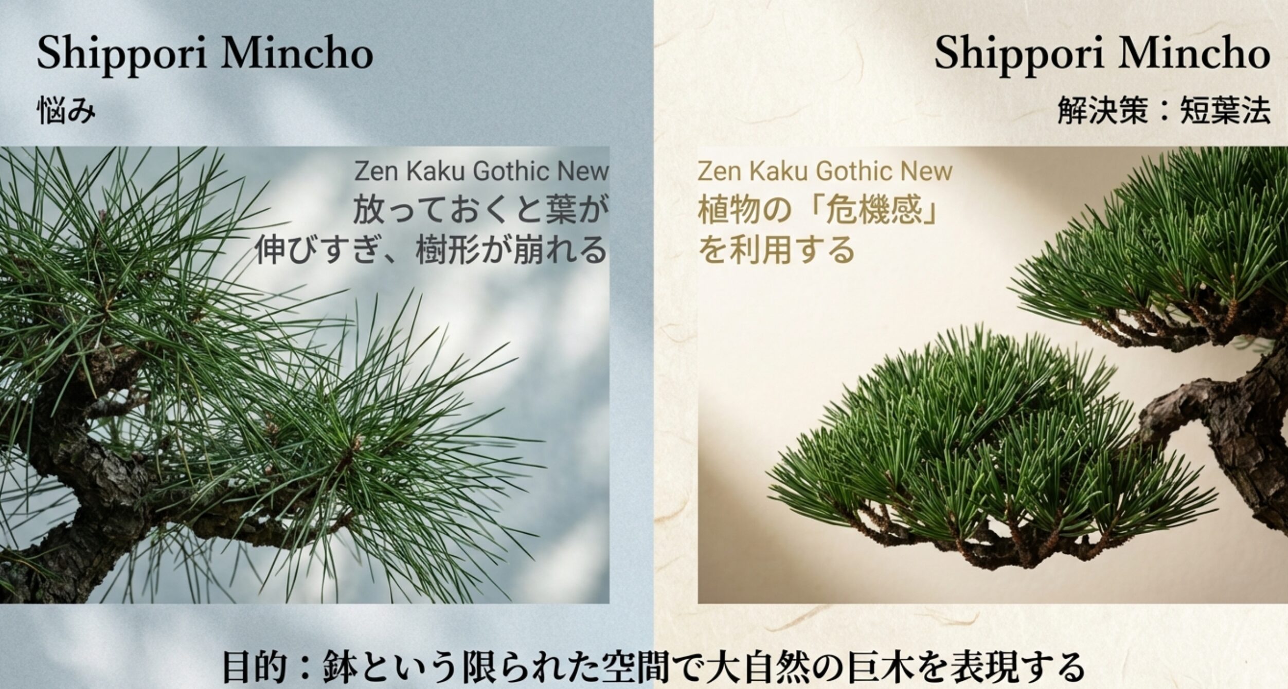 黒松の葉が伸びすぎて樹形が崩れる悩みに対し、植物の危機感を利用する「短葉法」で解決する図解。