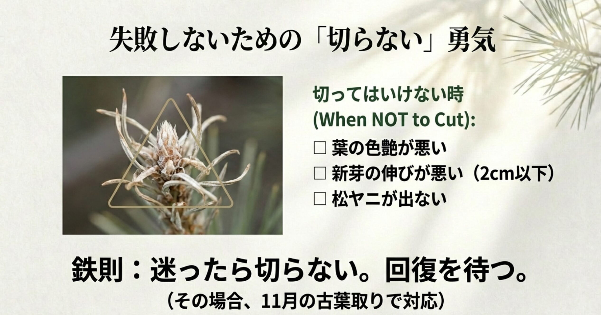 弱い芽を先に切り、10日後に強い芽を切る時間差芽切り。根元を1-2mm残す「吸い上げ」のイラスト解説。