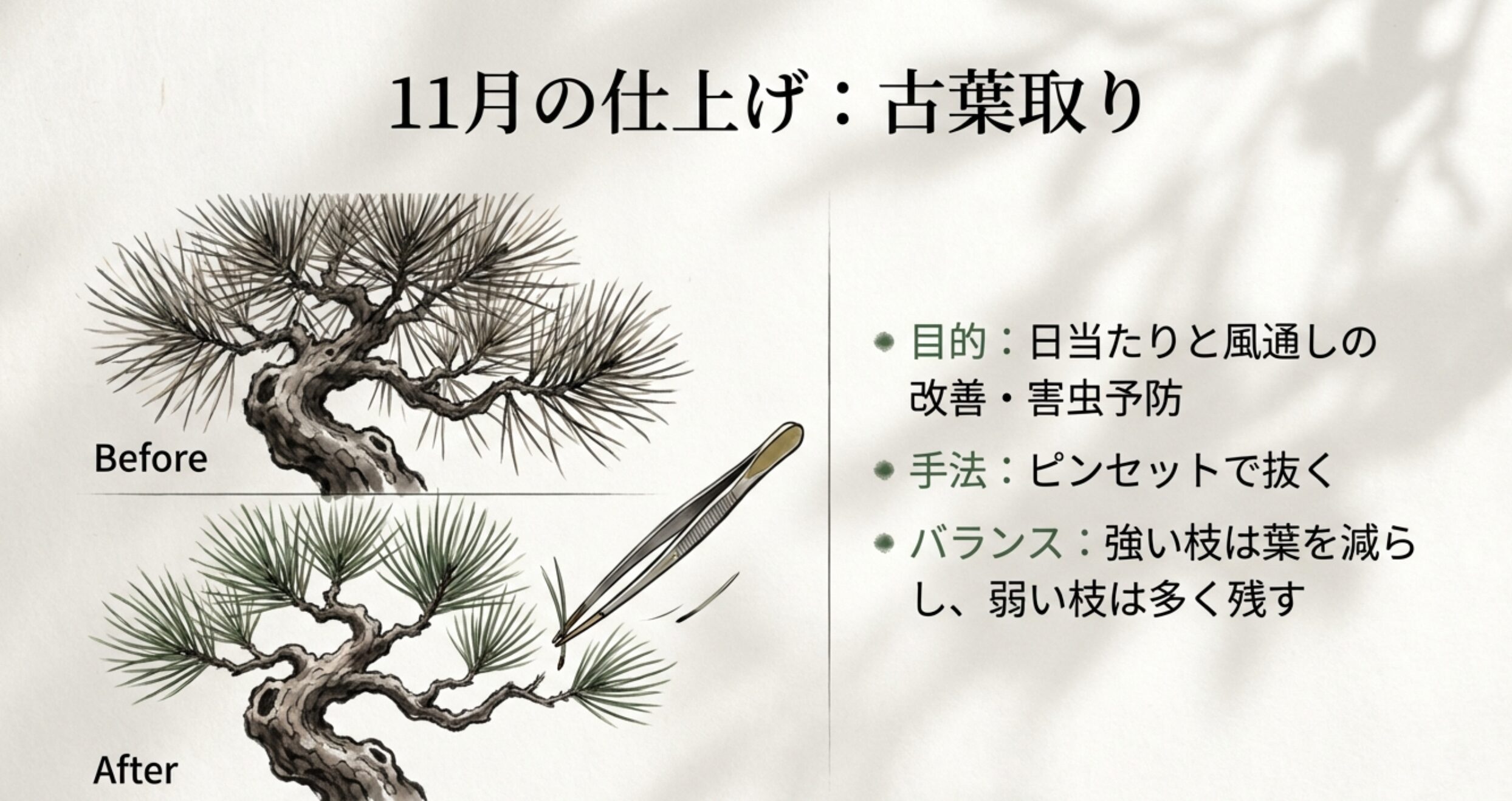 ピンセットで古い葉を抜くBefore/After。日当たり改善と害虫予防を目的とし、枝の強弱で残す葉の数を変える手法。