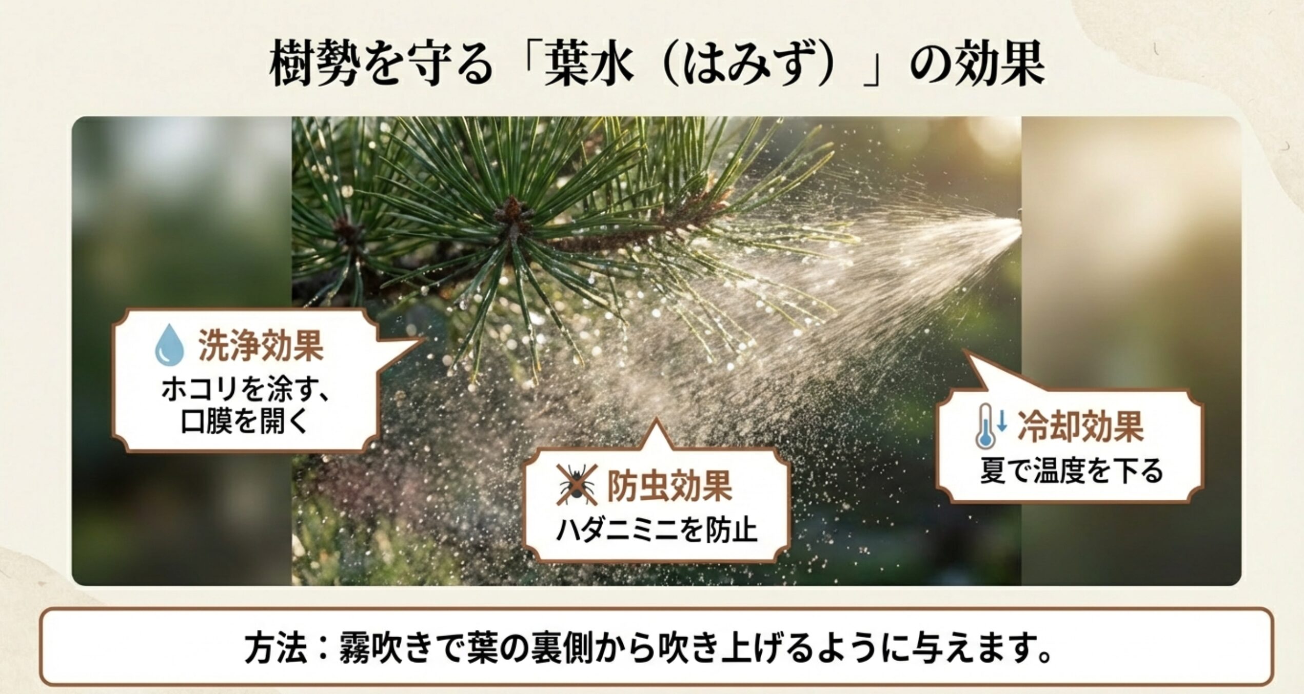 葉水の洗浄効果、防虫効果（ハダニ防止）、冷却効果についての解説と、霧吹きで葉の裏から吹き上げる方法の図解 。