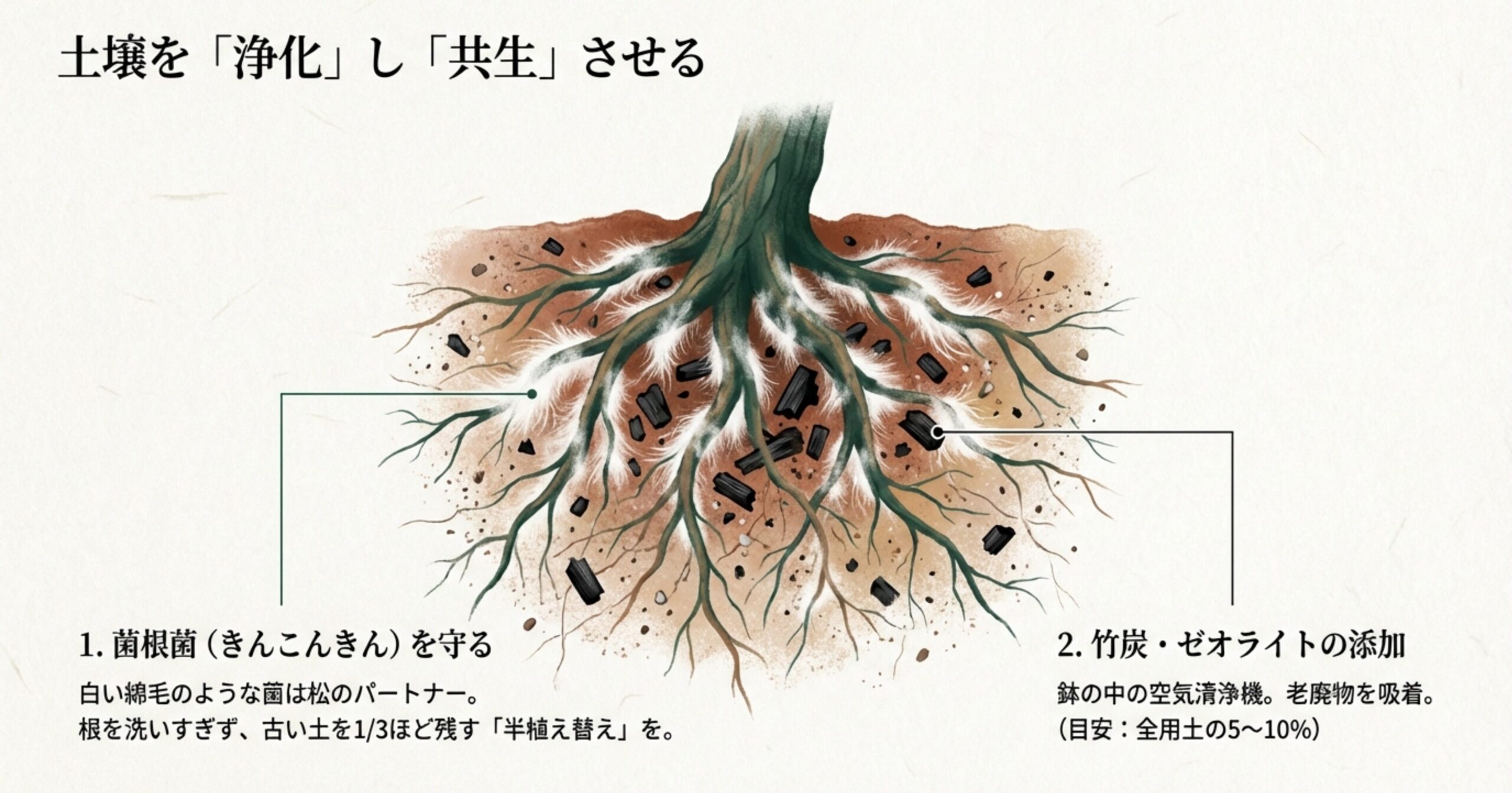 松のパートナーである菌根菌の保護と、竹炭・ゼオライトによる老廃物吸着・浄化の仕組みを図解したスライド。