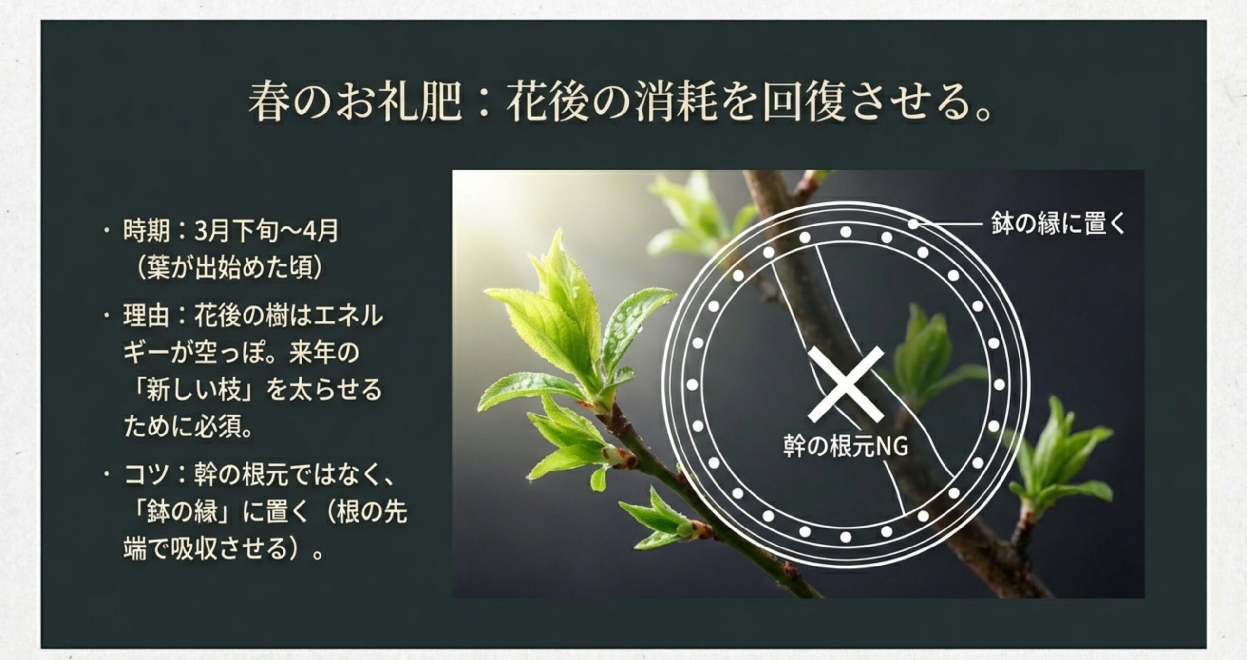 3月下旬〜4月の葉が出始めた頃に与えるお礼肥の効果と、肥料を鉢の縁に置く「根の先端で吸収させる」コツの解説。