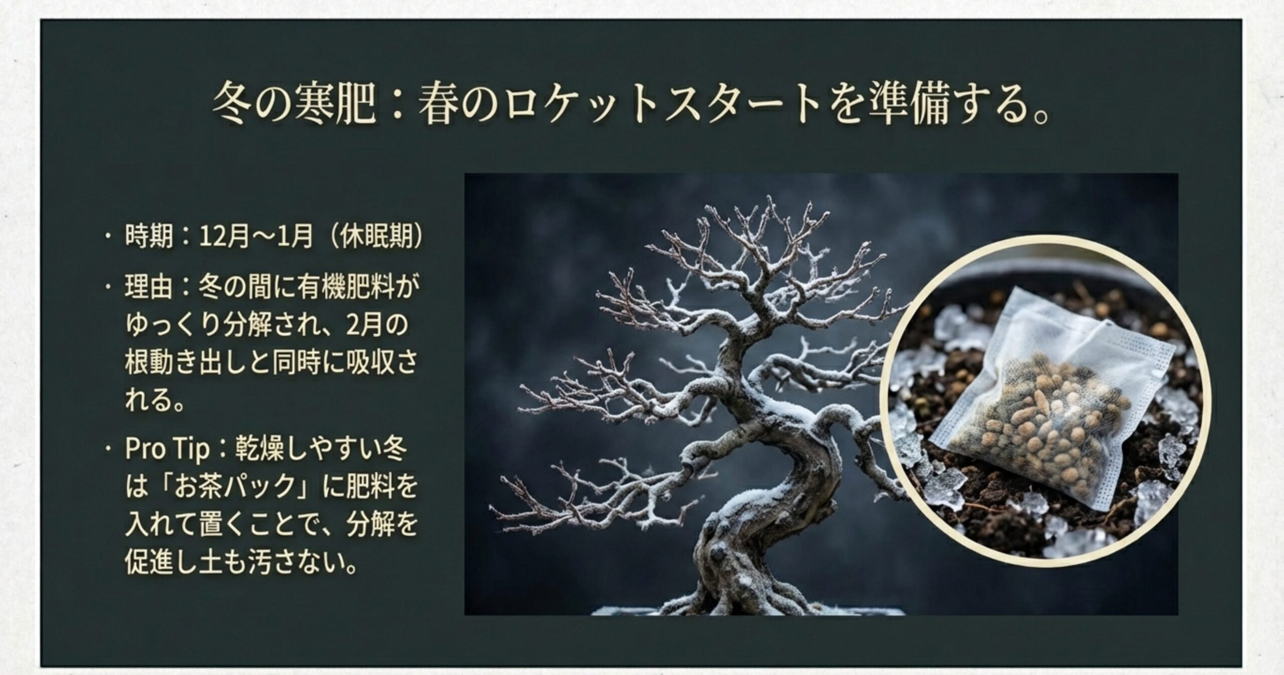12月〜1月の休眠期に施す寒肥の重要性と、お茶パックを使って分解を促進するプロのテクニック。