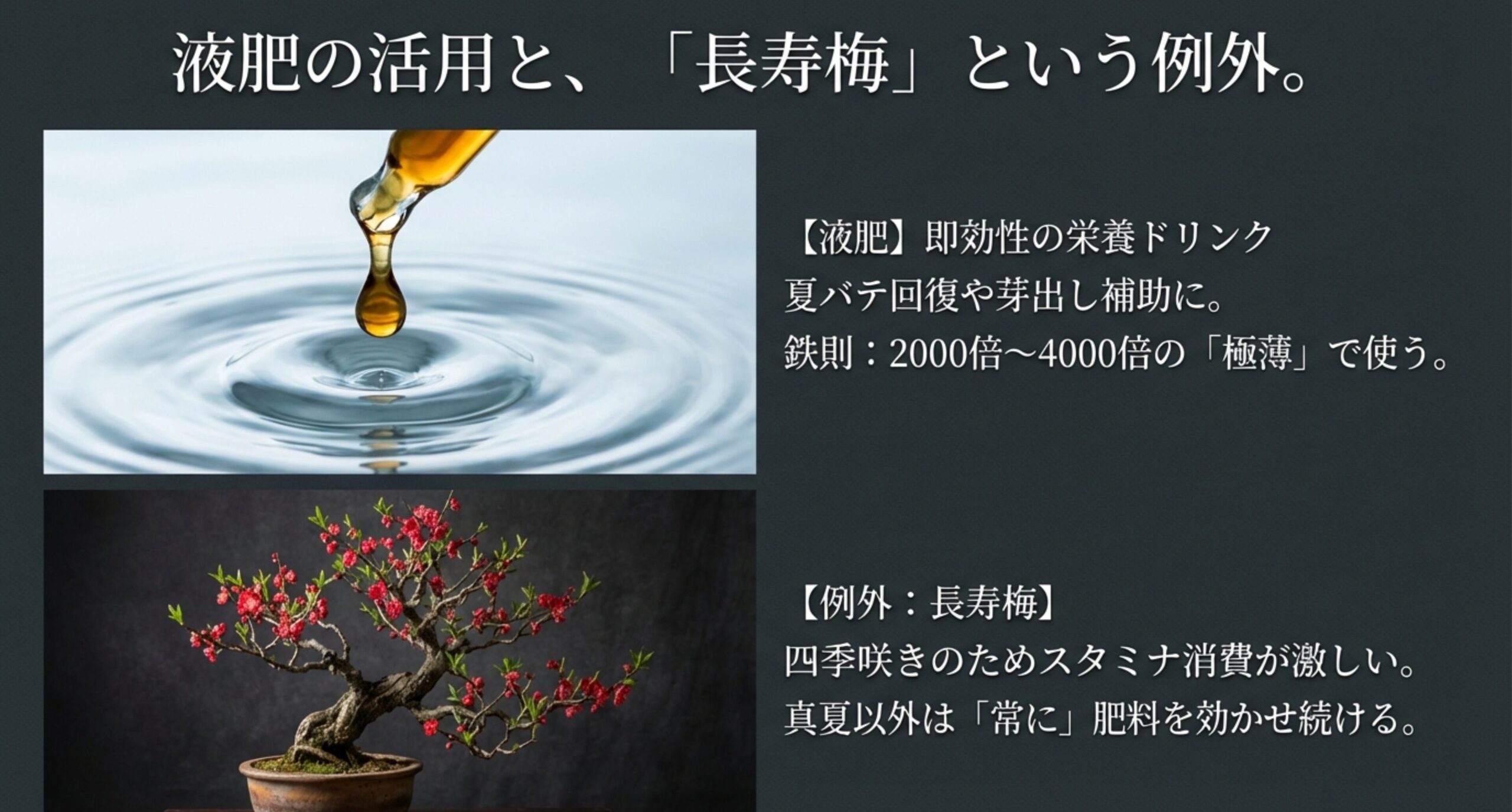 液肥を2000〜4000倍に薄めて使う鉄則と、四季咲きの長寿梅には常に肥料が必要であるという例外の解説。