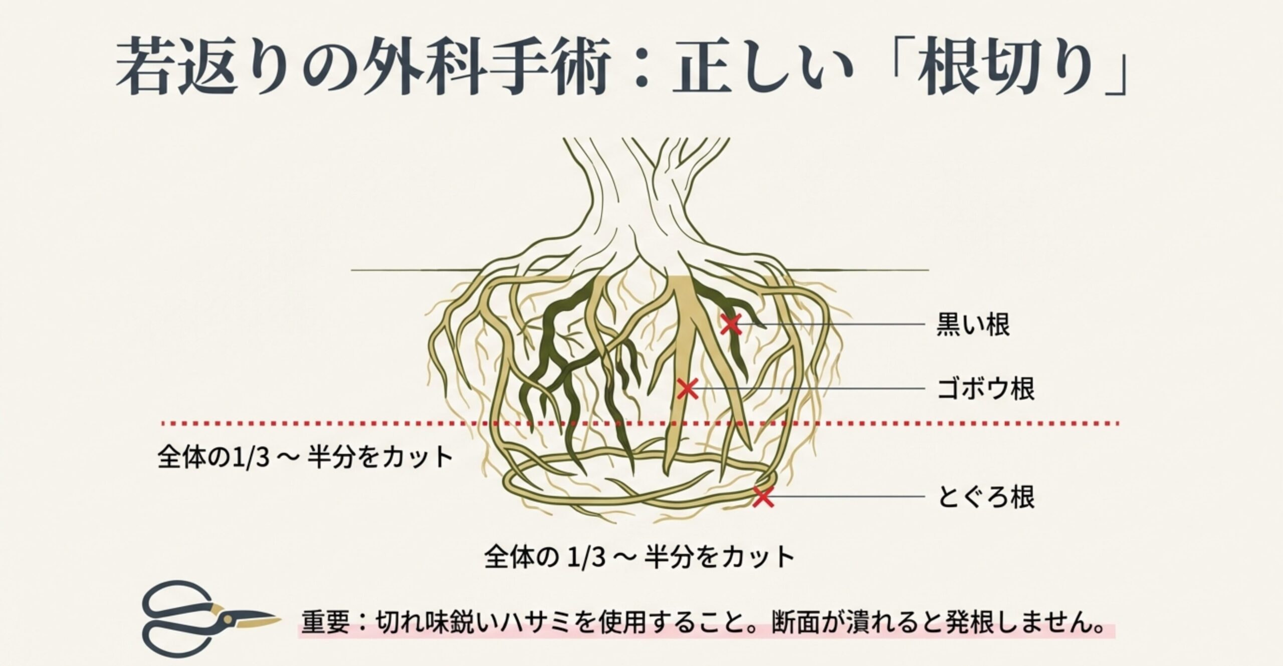 黒い根、ゴボウ根、とぐろ根を全体の1/3〜半分カットすることを示す解説。切れ味の良いハサミの使用を推奨。