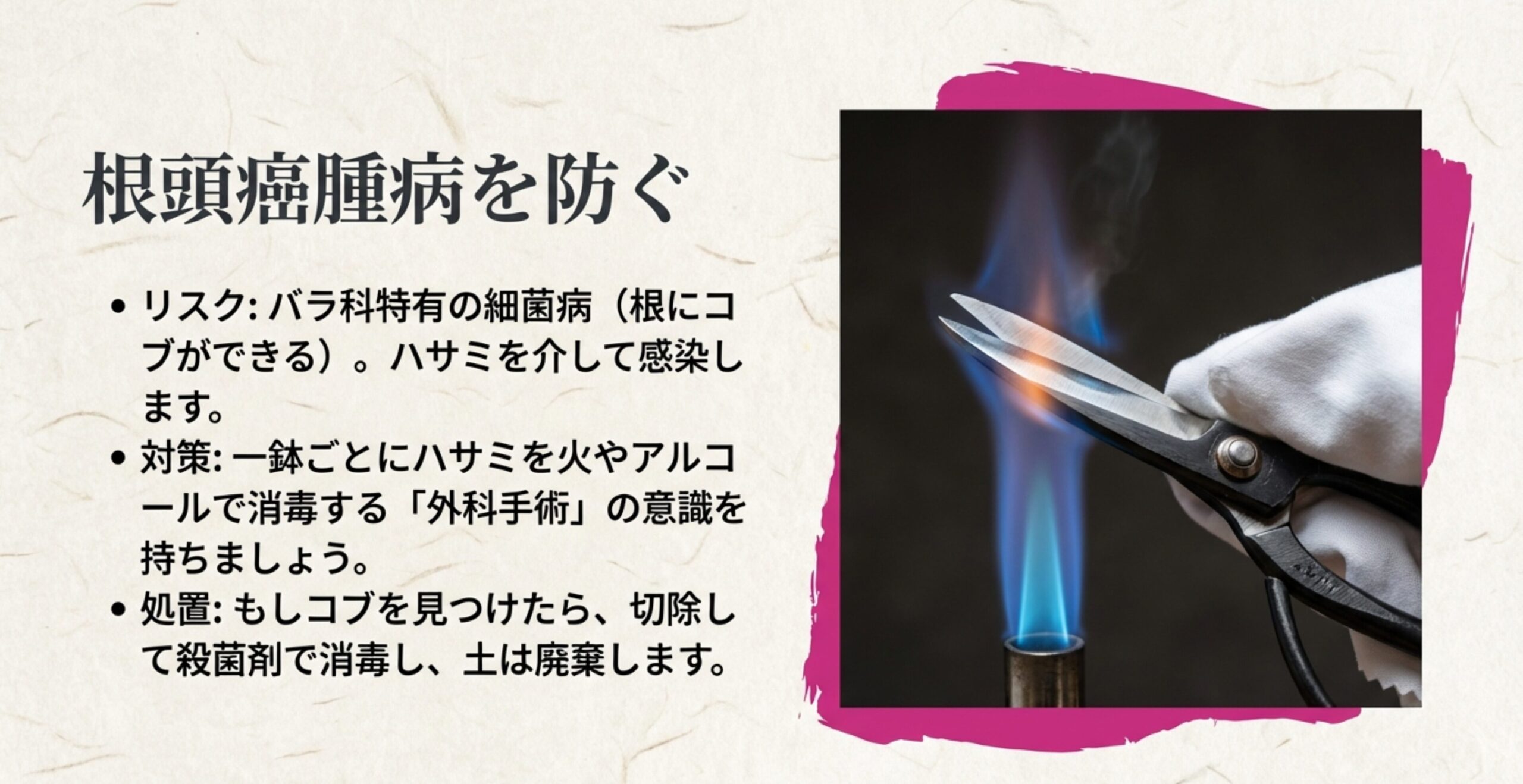 根にコブができる細菌病を防ぐため、ハサミの消毒やコブの切除、土の廃棄など外科手術のような意識を促すスライド。