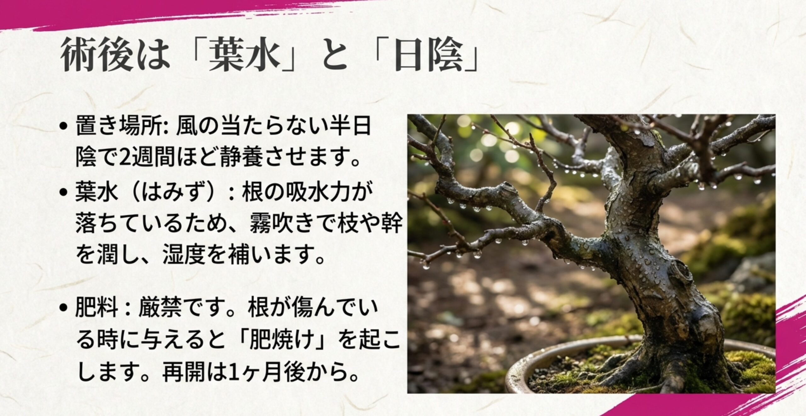 術後2週間は風の当たらない半日陰で管理し、霧吹きでの葉水で湿度を補う重要性を説明するスライド。