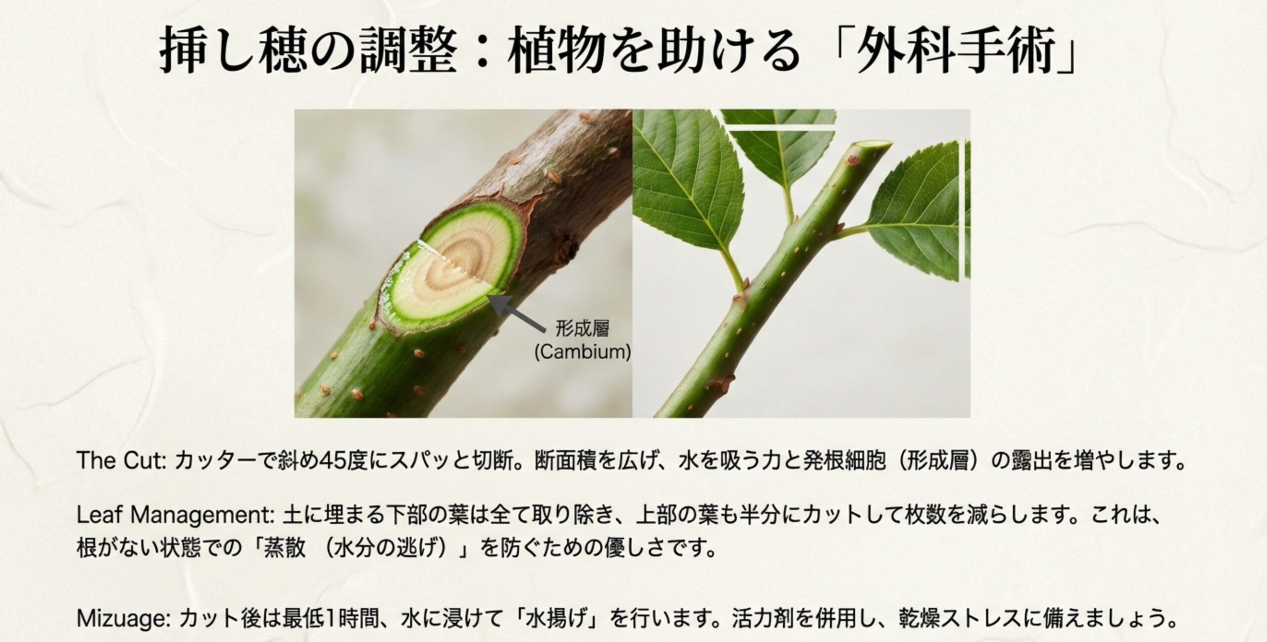 枝を45度にカットして形成層を露出させる方法と、水分の逃げ（蒸散）を防ぐために葉をカットする手順の解説写真。