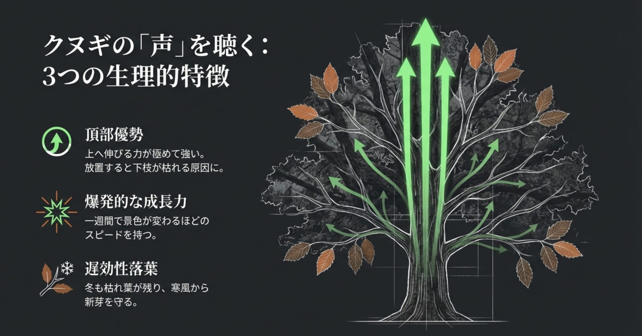 クヌギの「頂部優勢」「爆発的な成長力」「遅効性落葉」という3つの生理的特性を、樹木のイラストと矢印で解説した図解。
