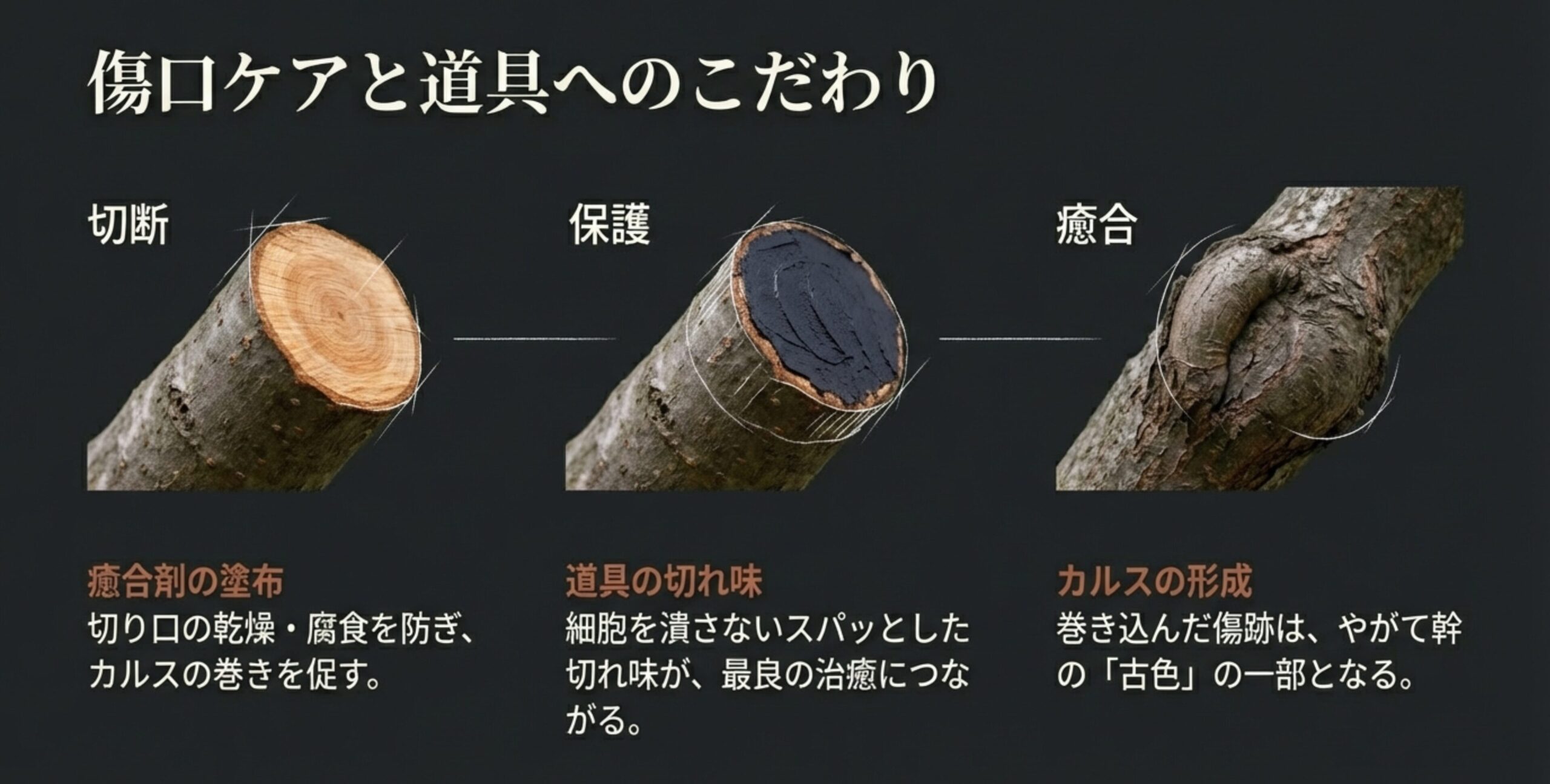 剪定後の切り口に癒合剤を塗り、カルスが形成されて傷が癒合していく過程と、切れ味の良い道具の使用を推奨する解説図。