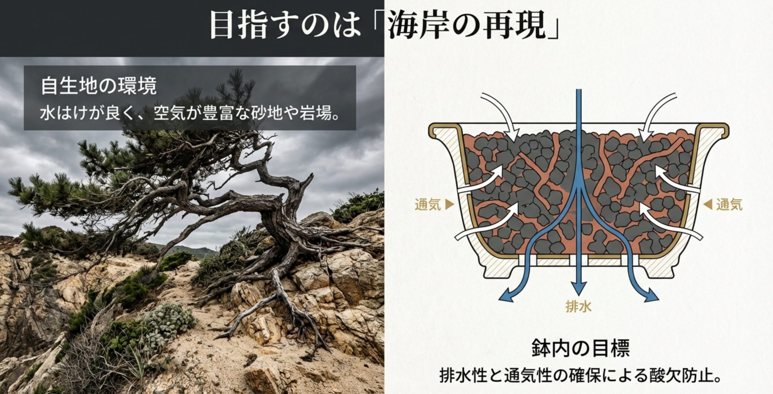 荒波の海岸に自生する黒松の写真と、盆栽鉢内部の空気（通気）と水（排水）の流れを示す図解。酸欠防止の重要性を解説。