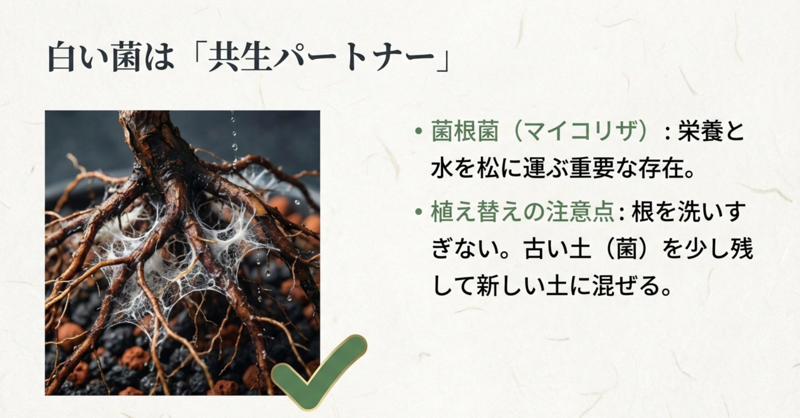 黒松の根に白く付着した菌根菌のクローズアップ写真。栄養と水を運ぶ重要な存在であり、植え替え時に洗いすぎないよう注意を促す解説。