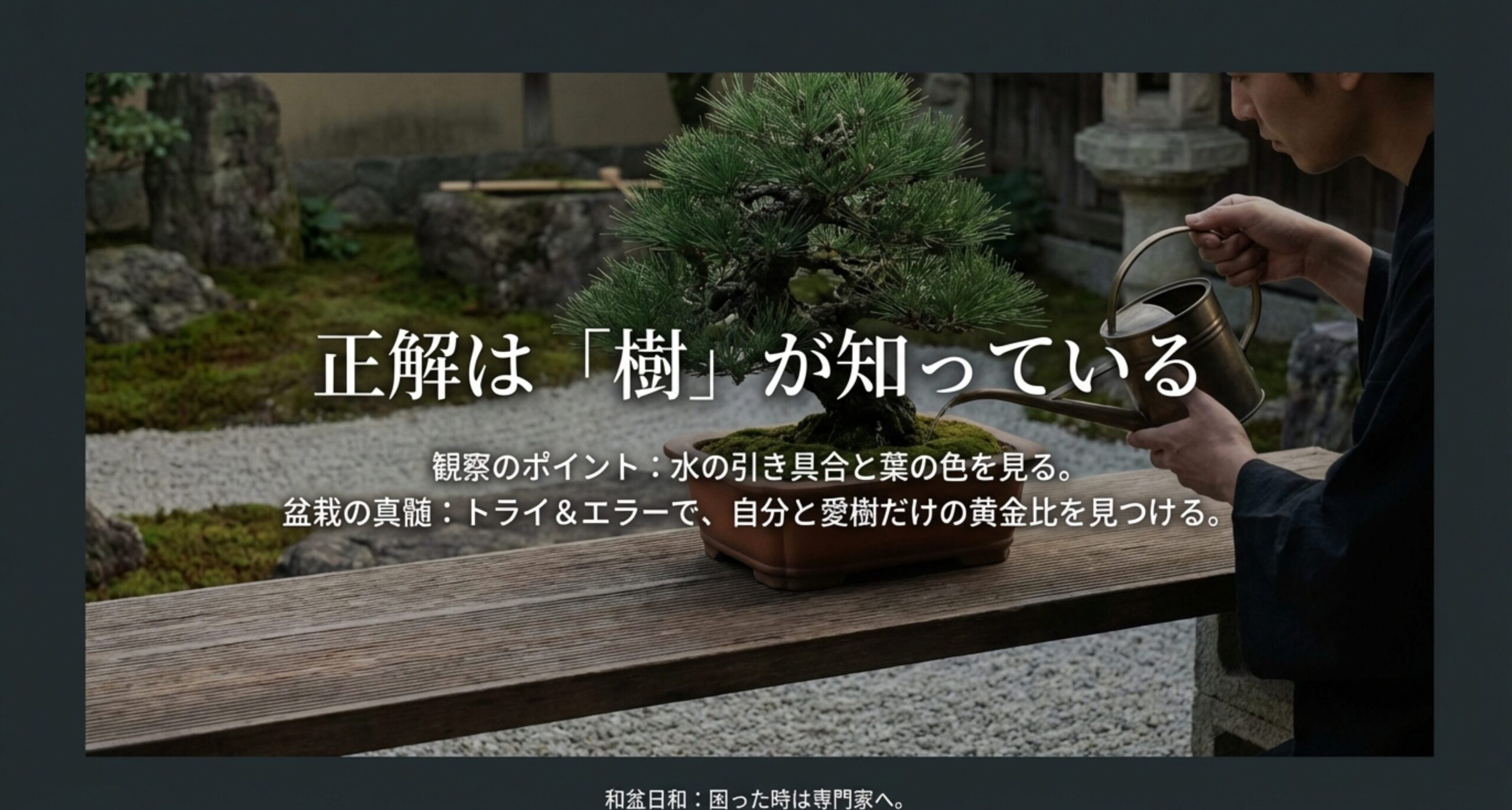 理想的な黒松盆栽の植え替え土で健全な樹を育てる