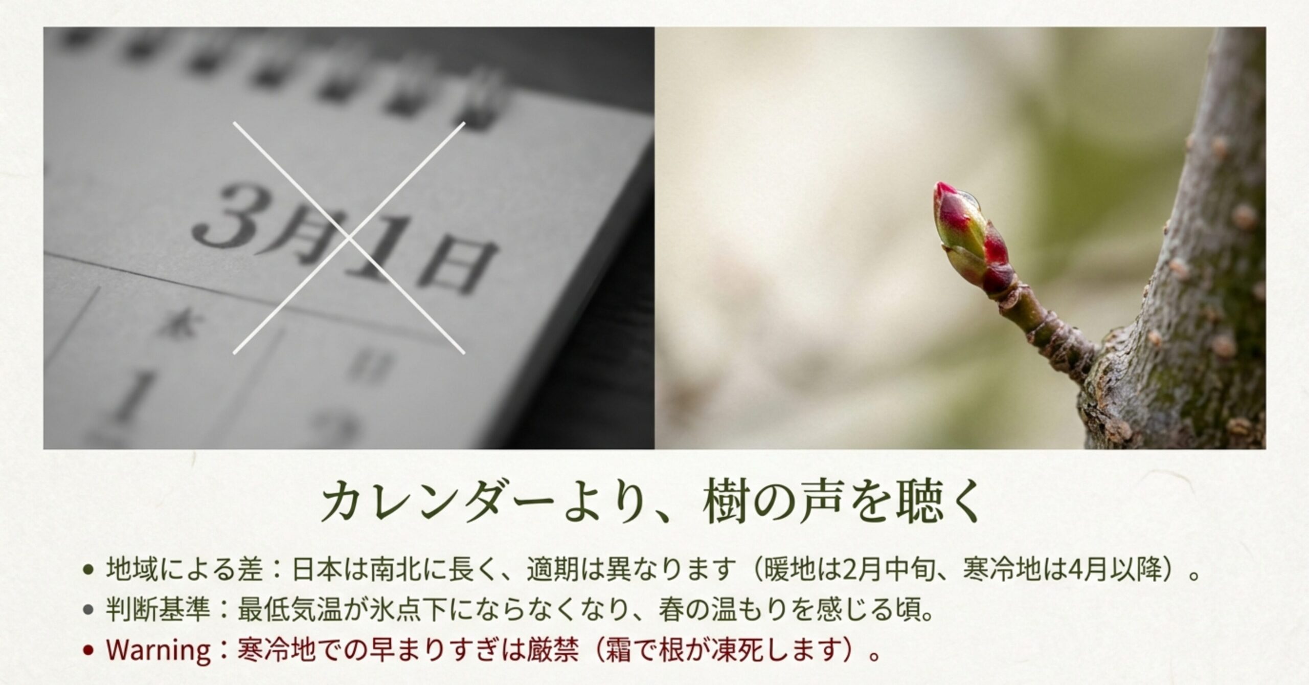 もみじの冬芽が赤みを帯び、ぷっくりと膨らんだ「葉が開く一歩手前」の状態を、手術の適期として解説するスライド。