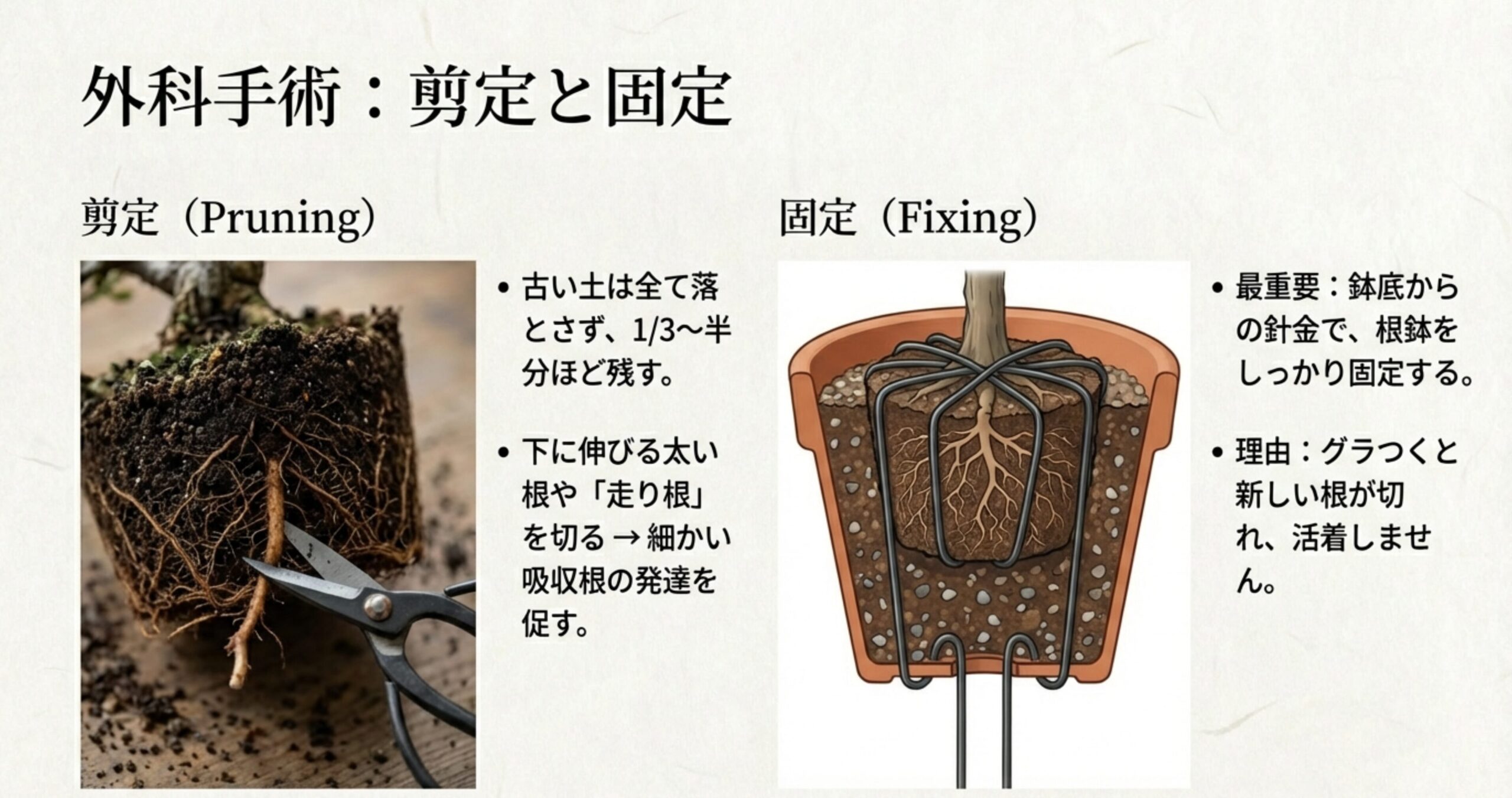 古い土を一部残しつつ「走り根」を切り、鉢底からの針金で根鉢をしっかり固定して新根の断絶を防ぐ重要性を示すスライド。