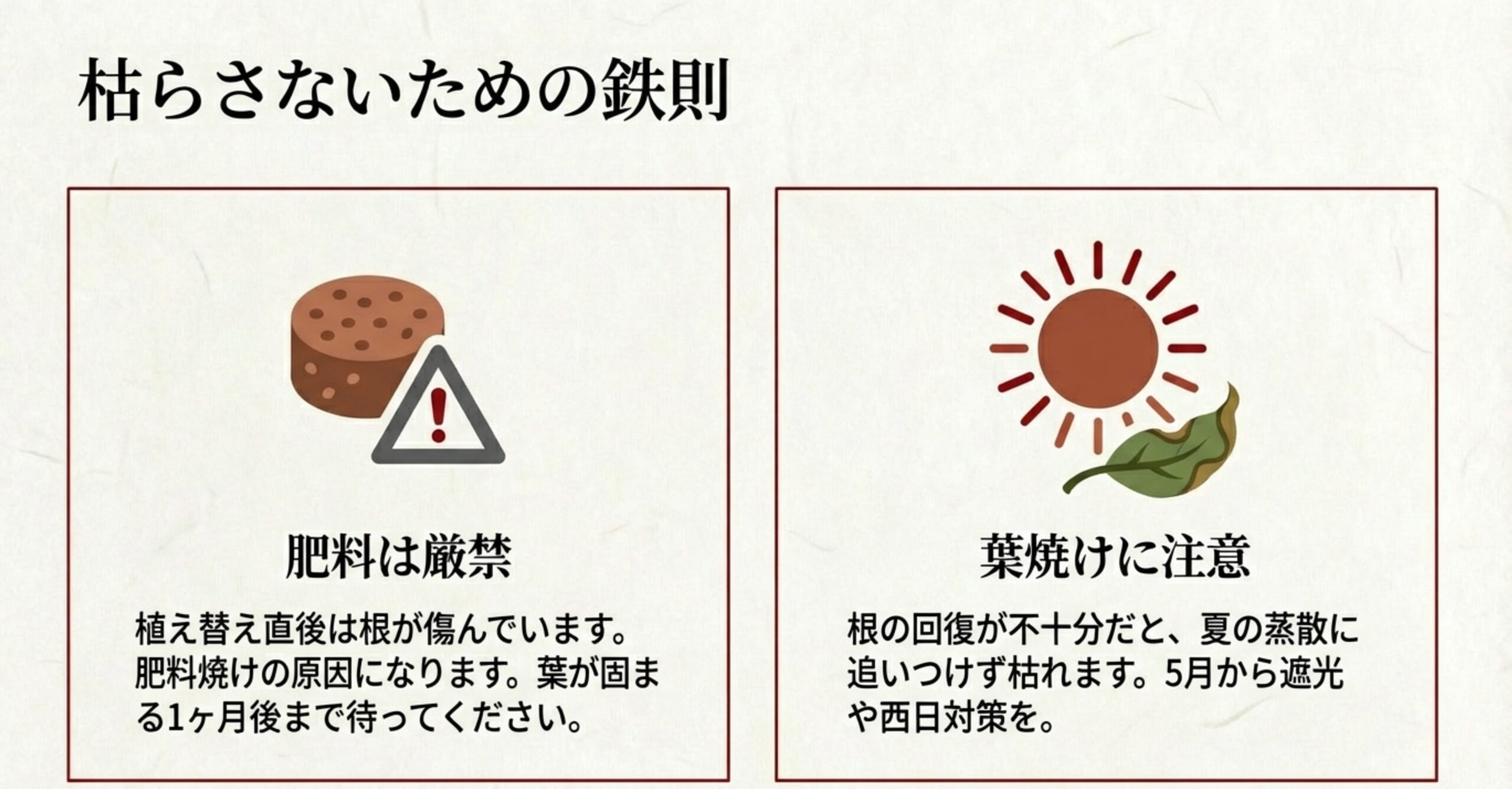 植え替え直後の肥料（肥料焼け）への警告と、5月以降の遮光や西日対策による葉焼け防止の重要性をまとめたスライド。