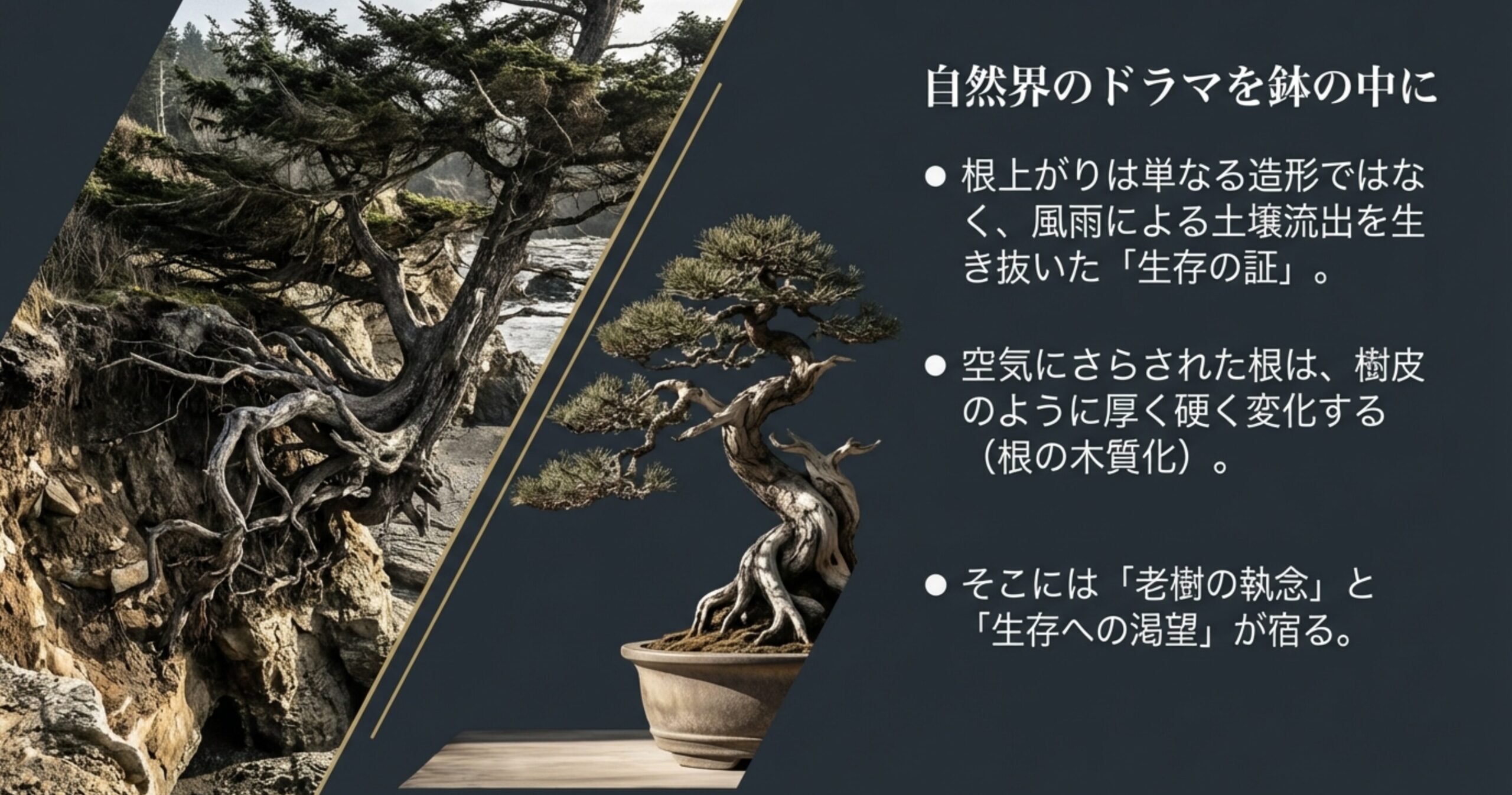 根上がりが形成される自然界のプロセス図解。風雨による土壌流出と根の木質化、生存への渇望を表現。