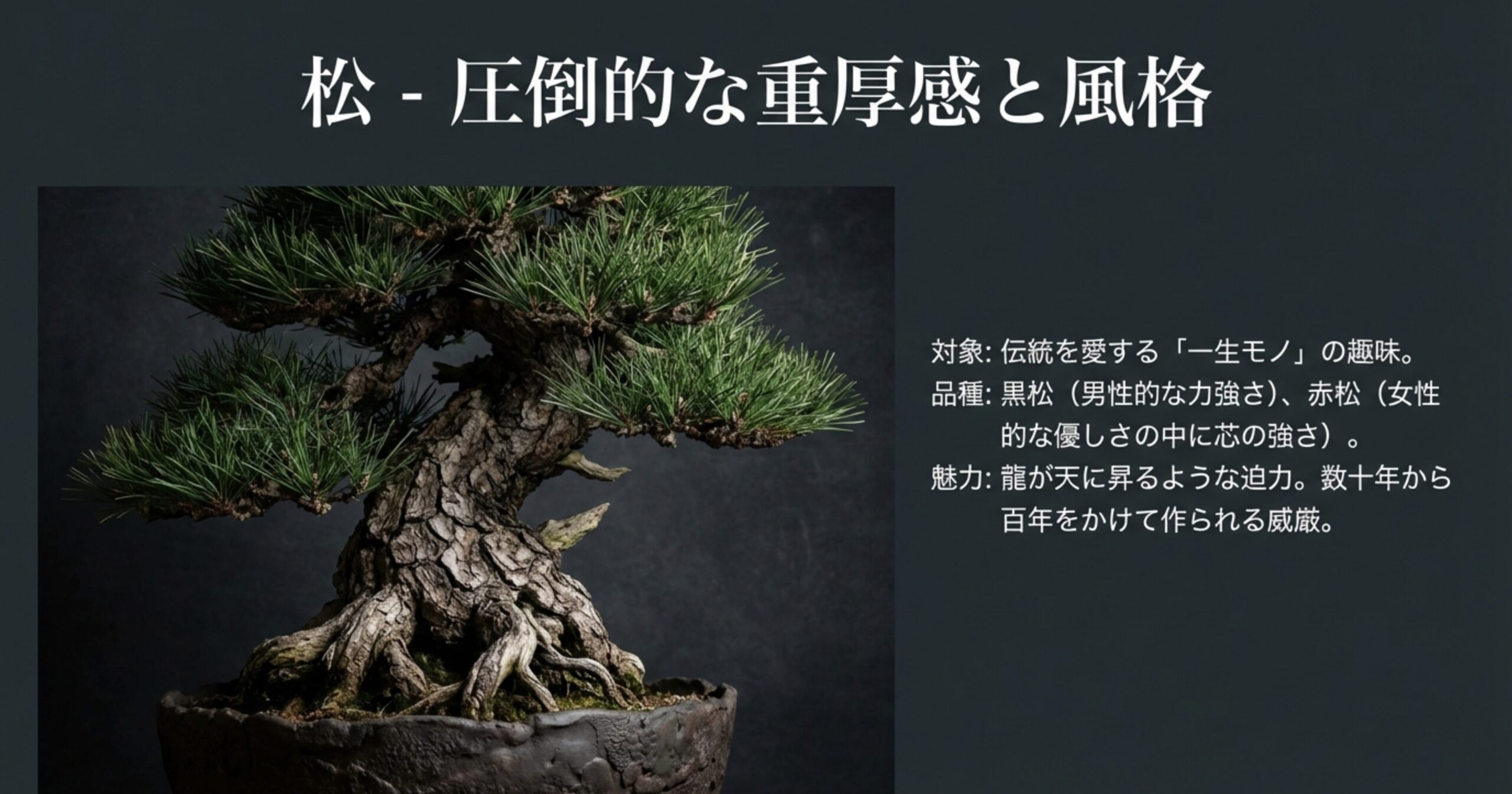 荒々しい樹皮を持つ黒松の根上がり盆栽。龍が昇るような迫力と長い年月を感じさせる風格ある姿。