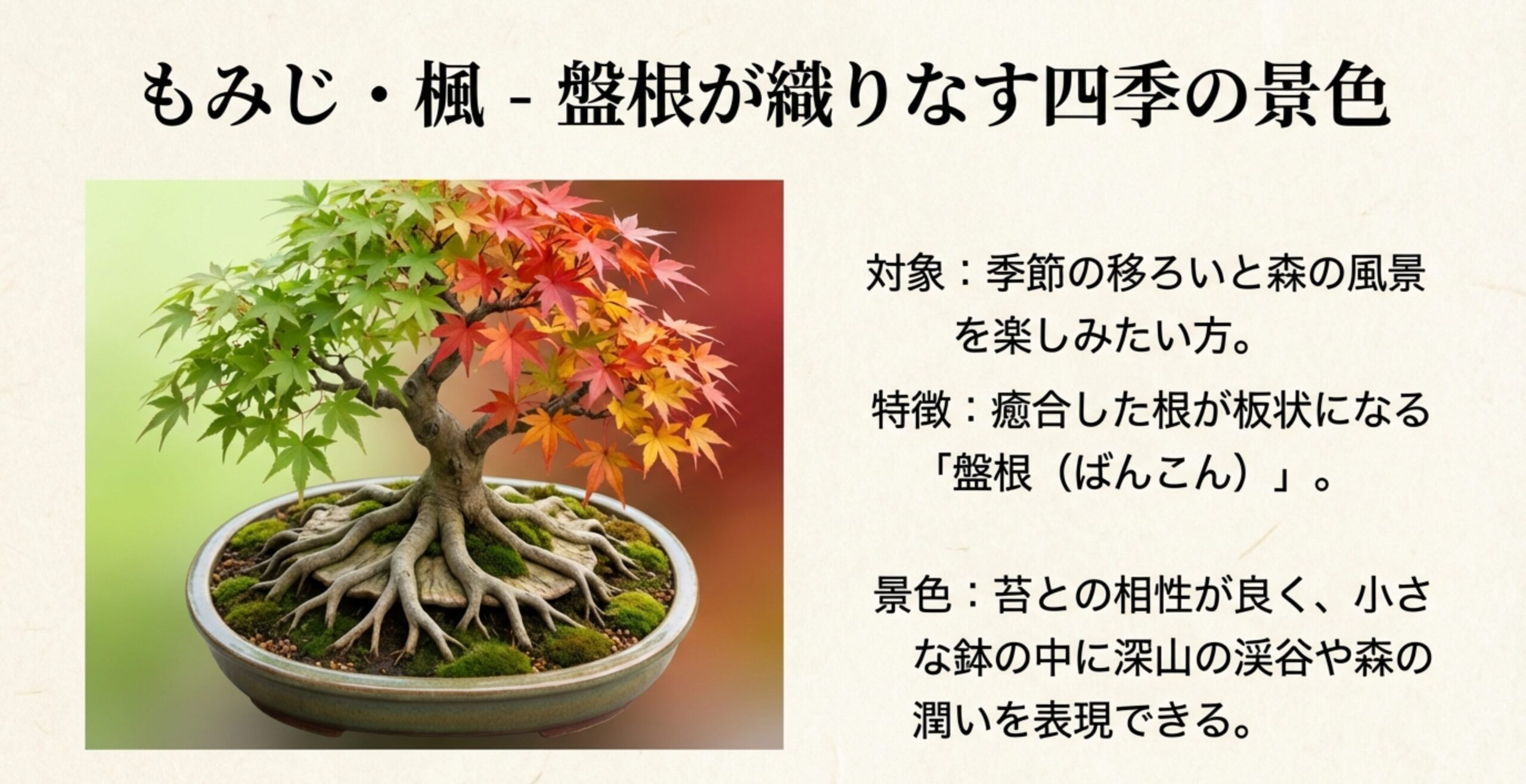 美しく紅葉したもみじの盆栽。板状に広がった盤根（ばんこん）が苔の上に広がり、四季の移ろいを感じさせる景色。