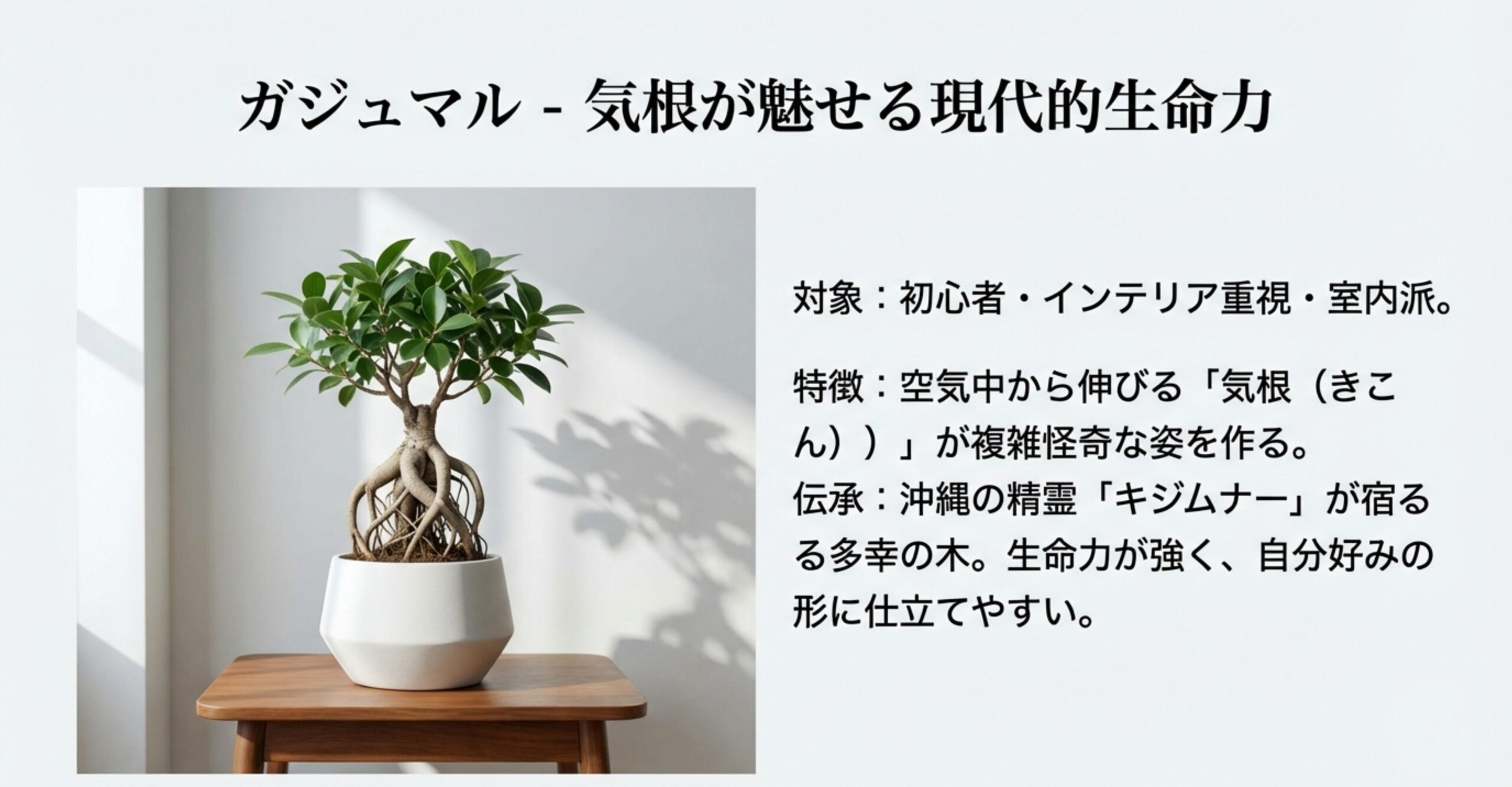 白いモダンな鉢に植えられたガジュマルの盆栽。複雑に絡み合う気根と緑の葉が、現代的なインテリアに調和している様子。