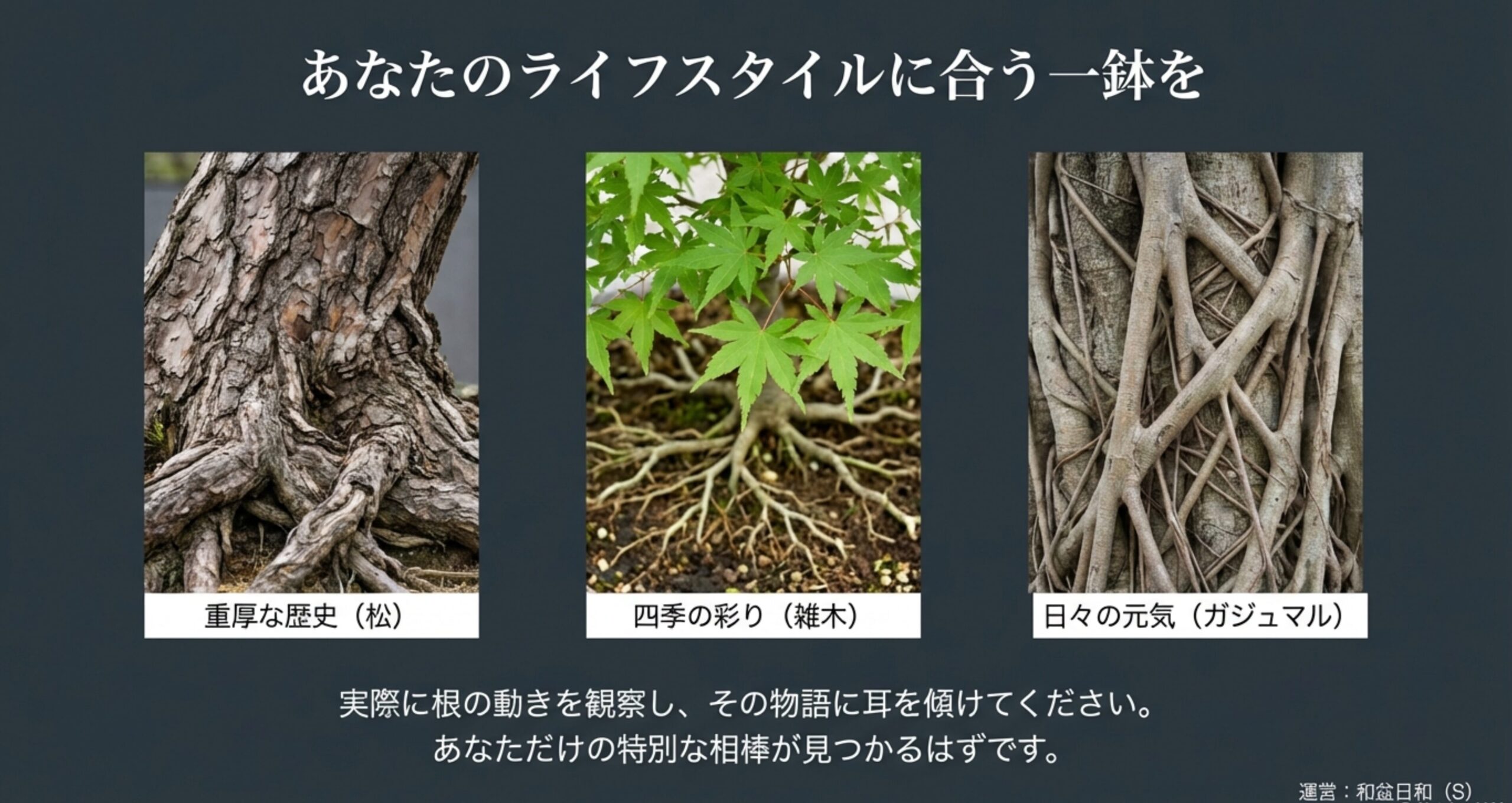 3種類の根上がり盆栽の根元アップ比較。黒松の重厚な樹皮、もみじの繊細な盤根、ガジュマルの複雑な気根の質感。