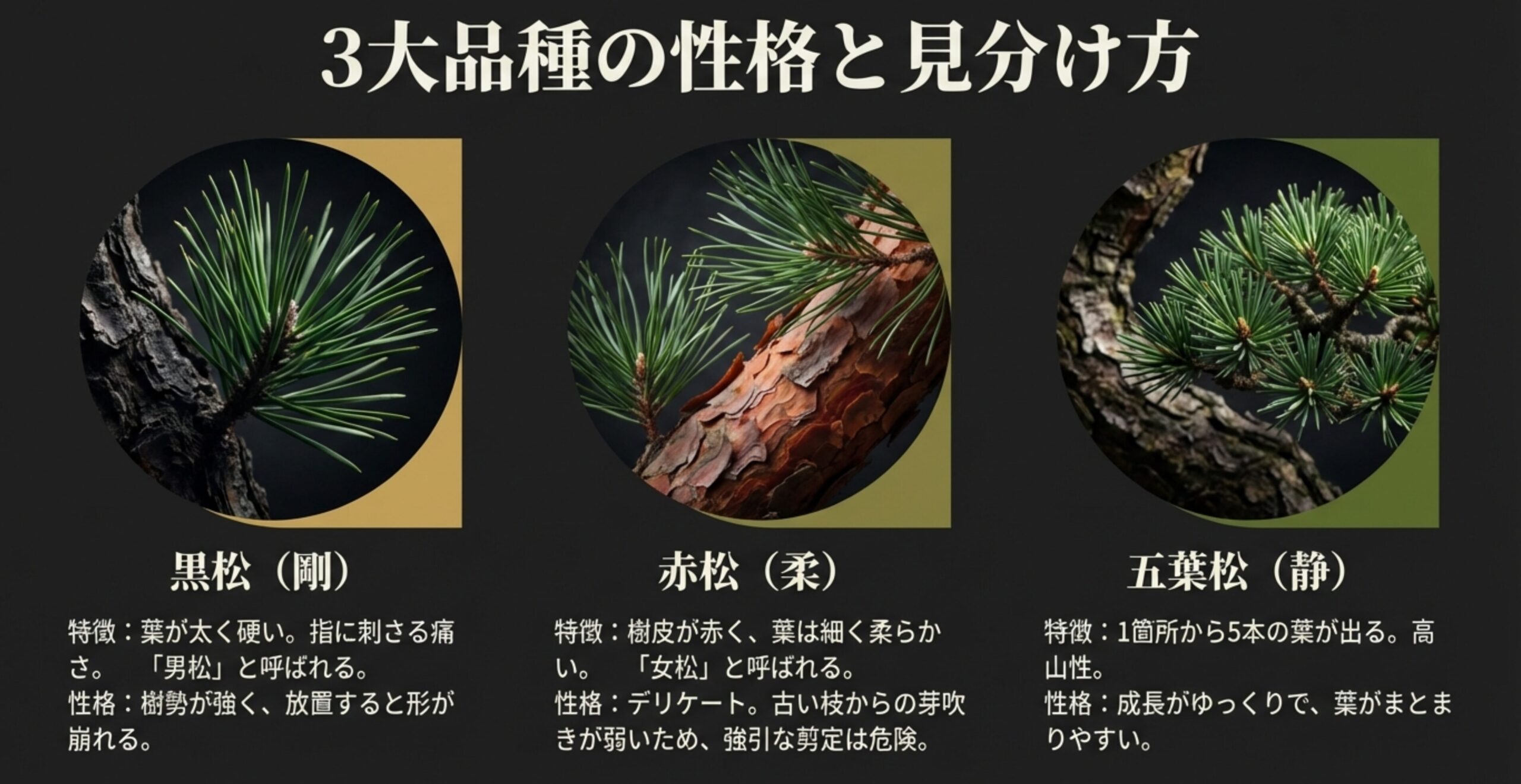 黒松（剛）、赤松（柔）、五葉松（静）。3大品種の葉の特徴と性格の違いを比較した一覧。